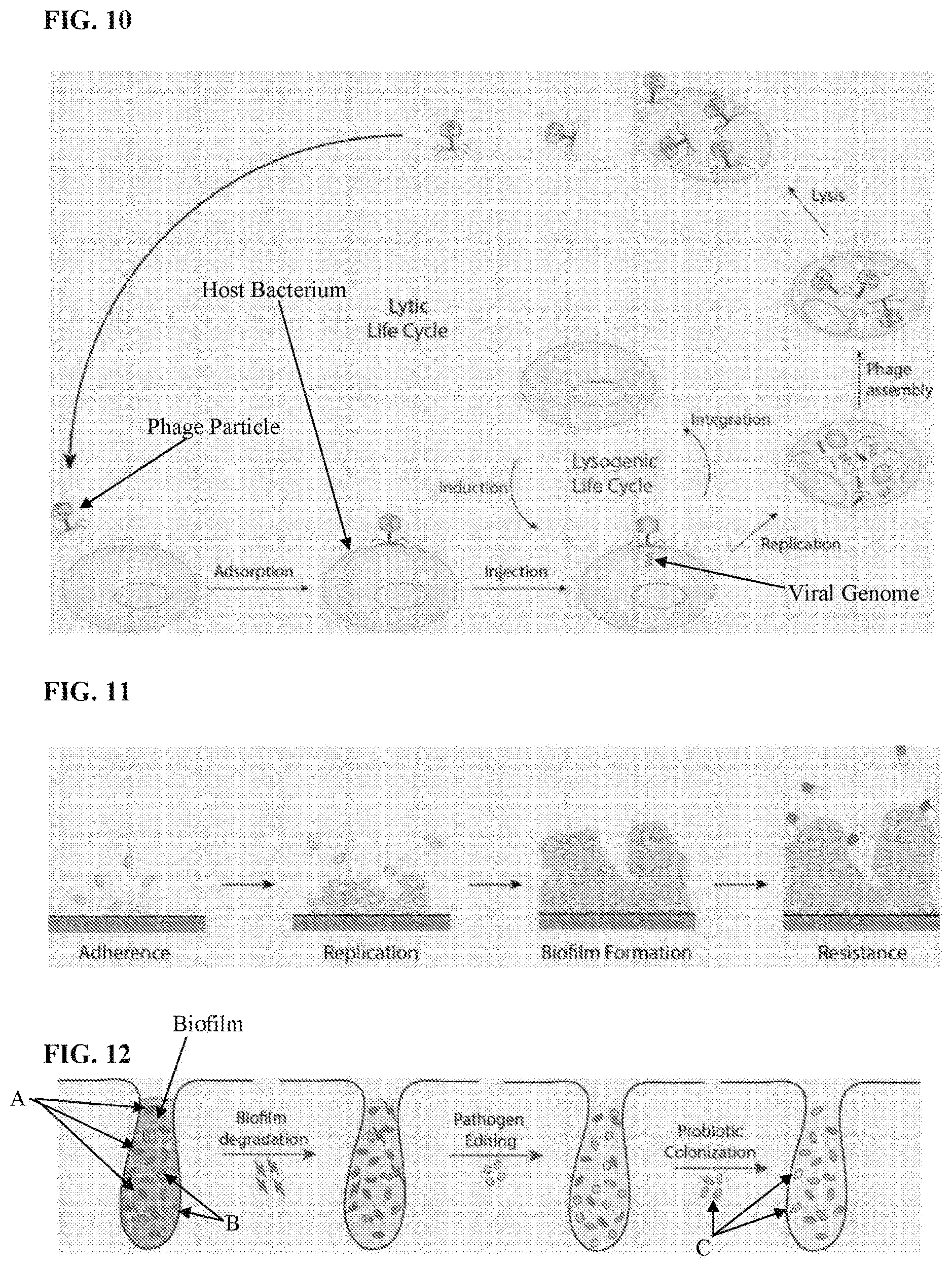Patent US12576024 Figure 8 – Compositions comprising Propionibacterium acnes bacteriophages for treating acne