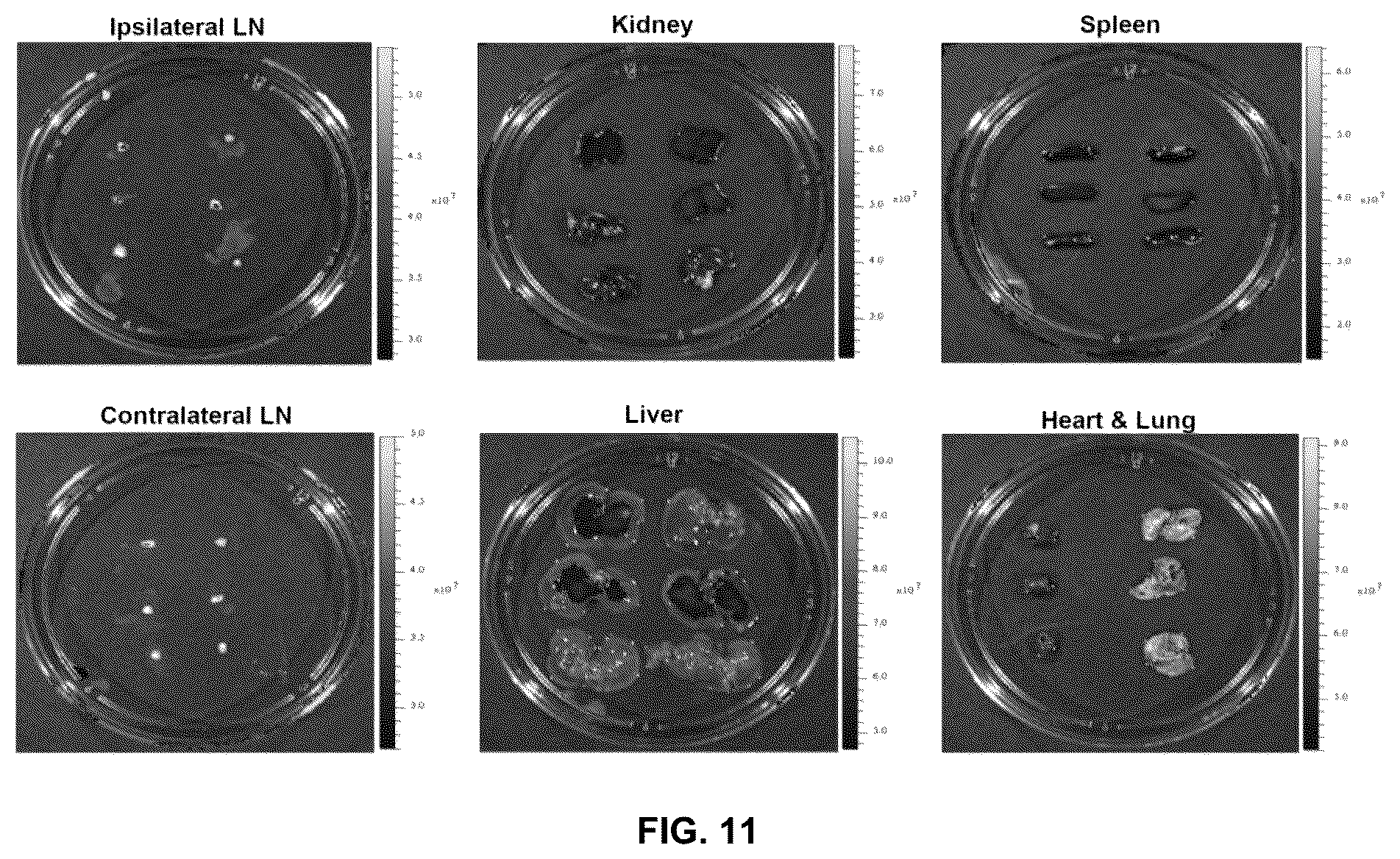 Patent US12576029 Figure 19 – Noncompetitive receptor-targeted vaccine delivery to plasmacytoid dendritic cells