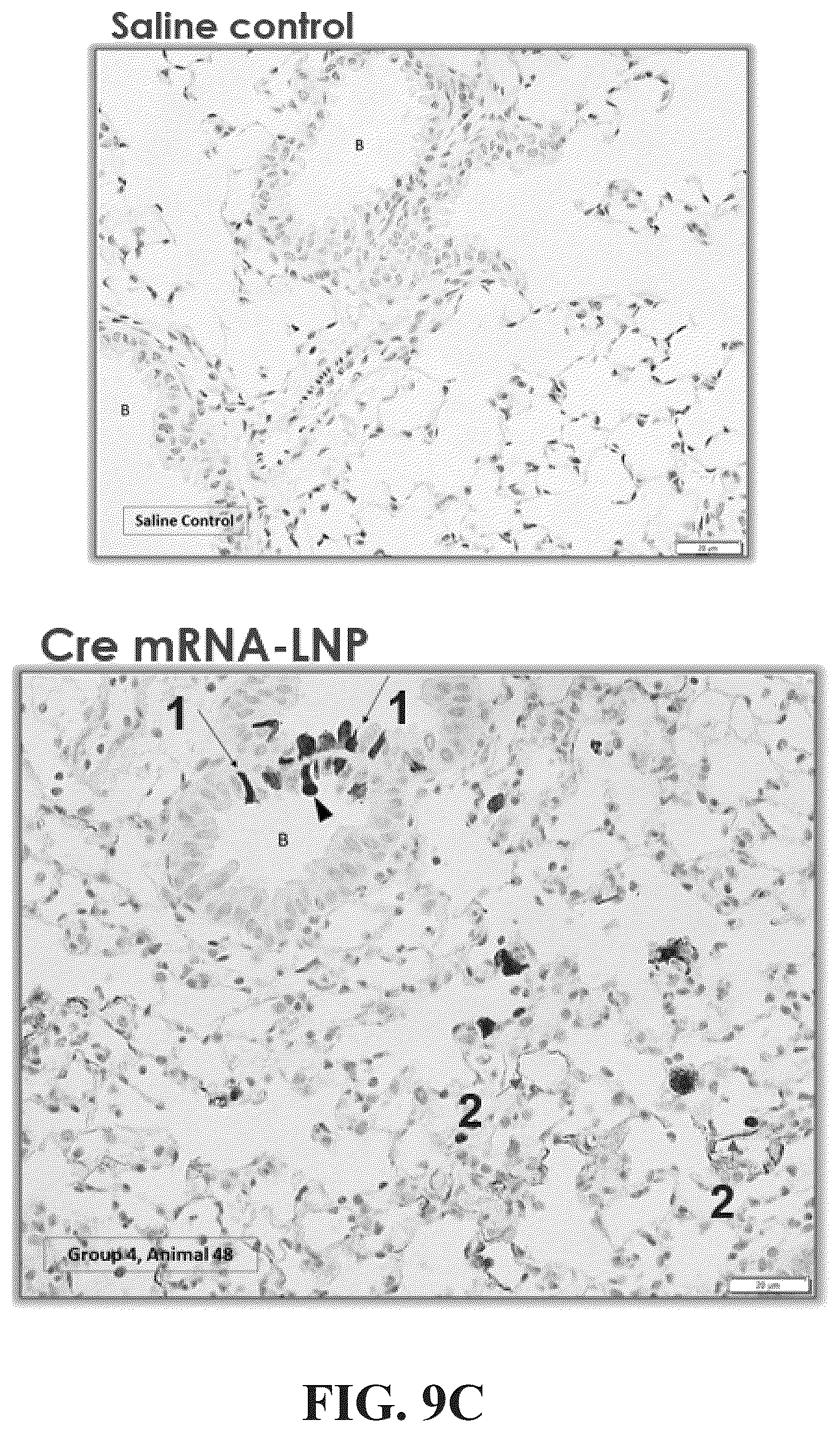 Patent US12576030 Figure 18 – Compositions for delivery of codon-optimized mRNA