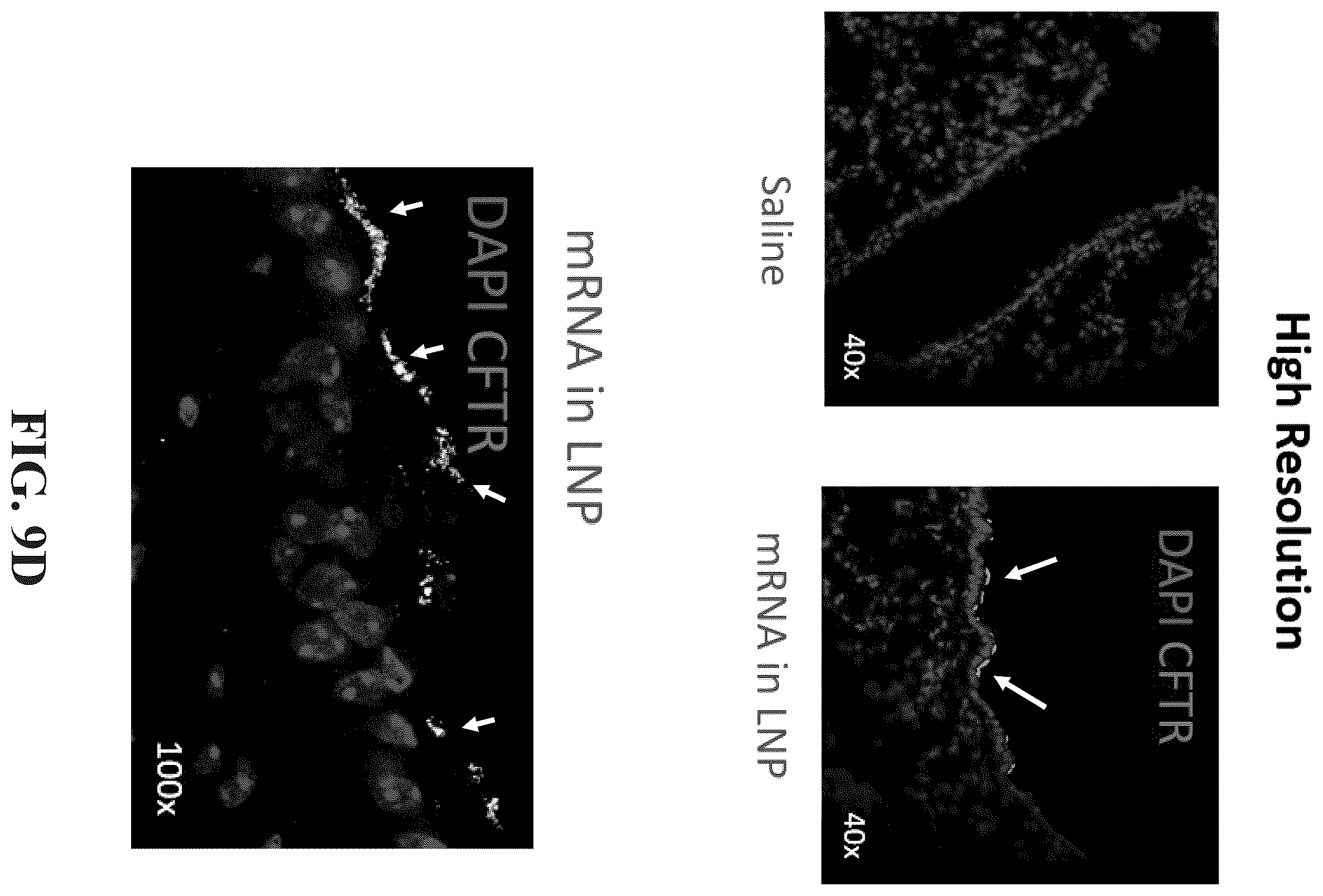 Patent US12576030 Figure 19 – Compositions for delivery of codon-optimized mRNA