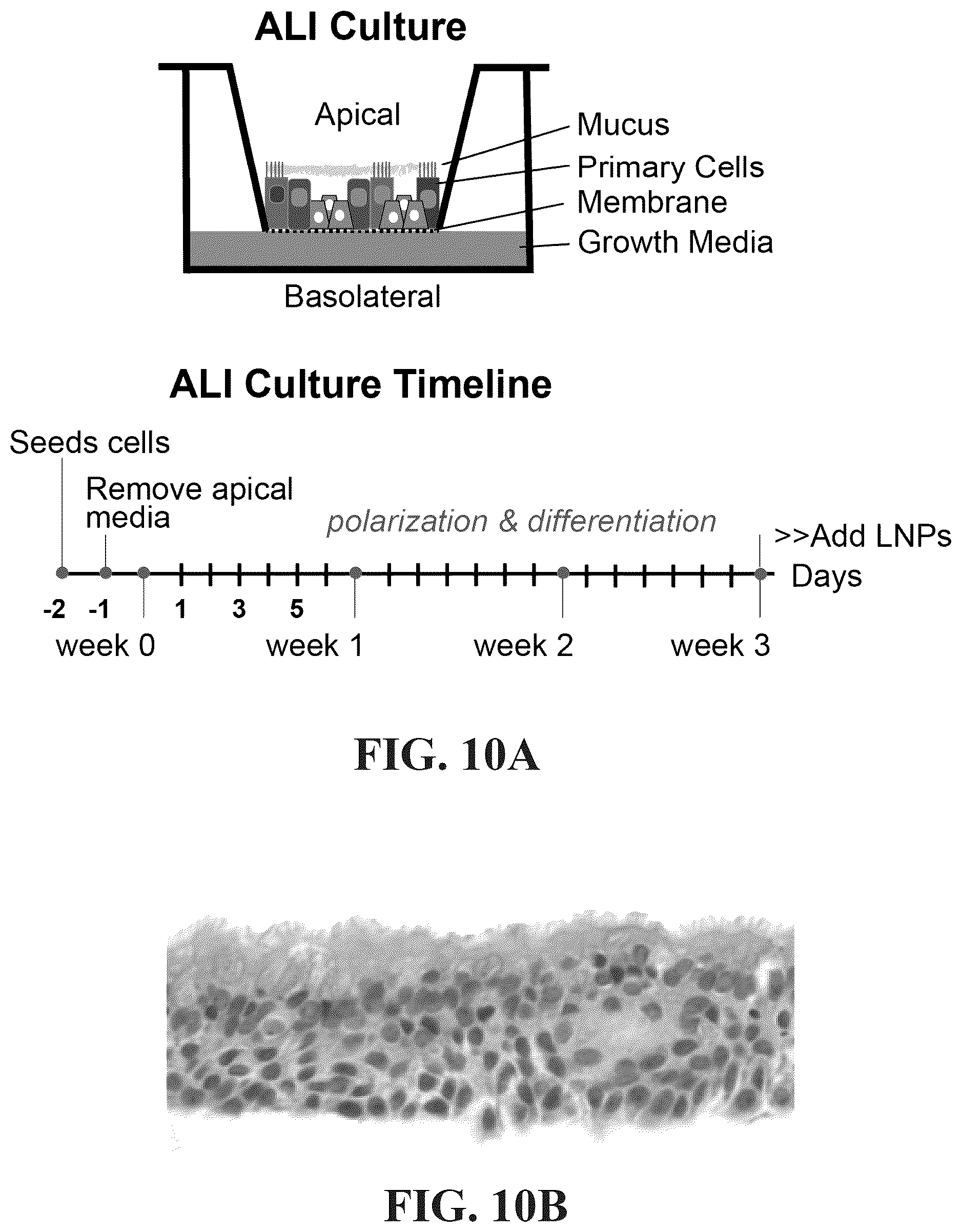 Patent US12576030 Figure 20 – Compositions for delivery of codon-optimized mRNA