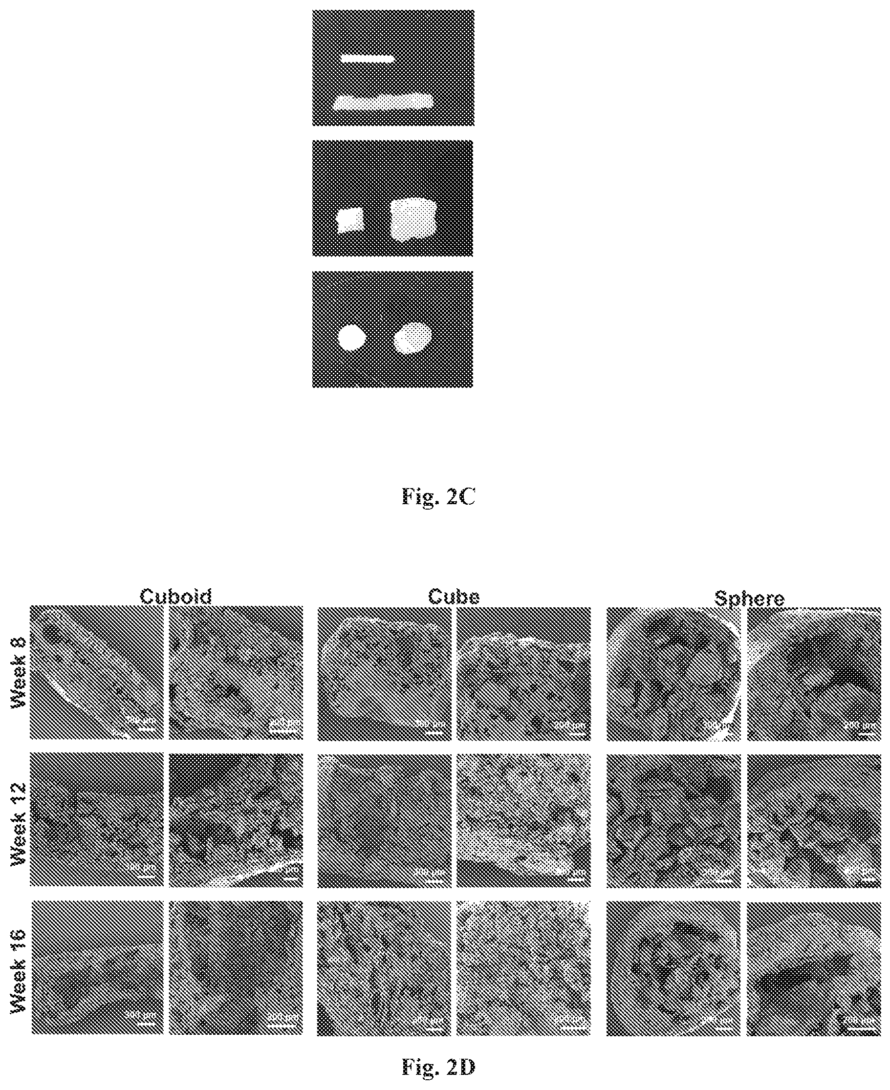 Patent US12576035 Figure 3 – Polymeric implants with high drug loading and long-acting drug release and methods of making the same