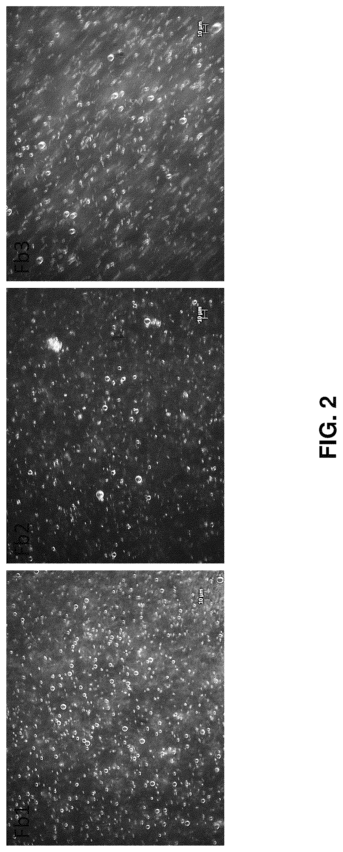 Patent US12576039 Figure 2 – Lipid-polymer compositions and methods of use