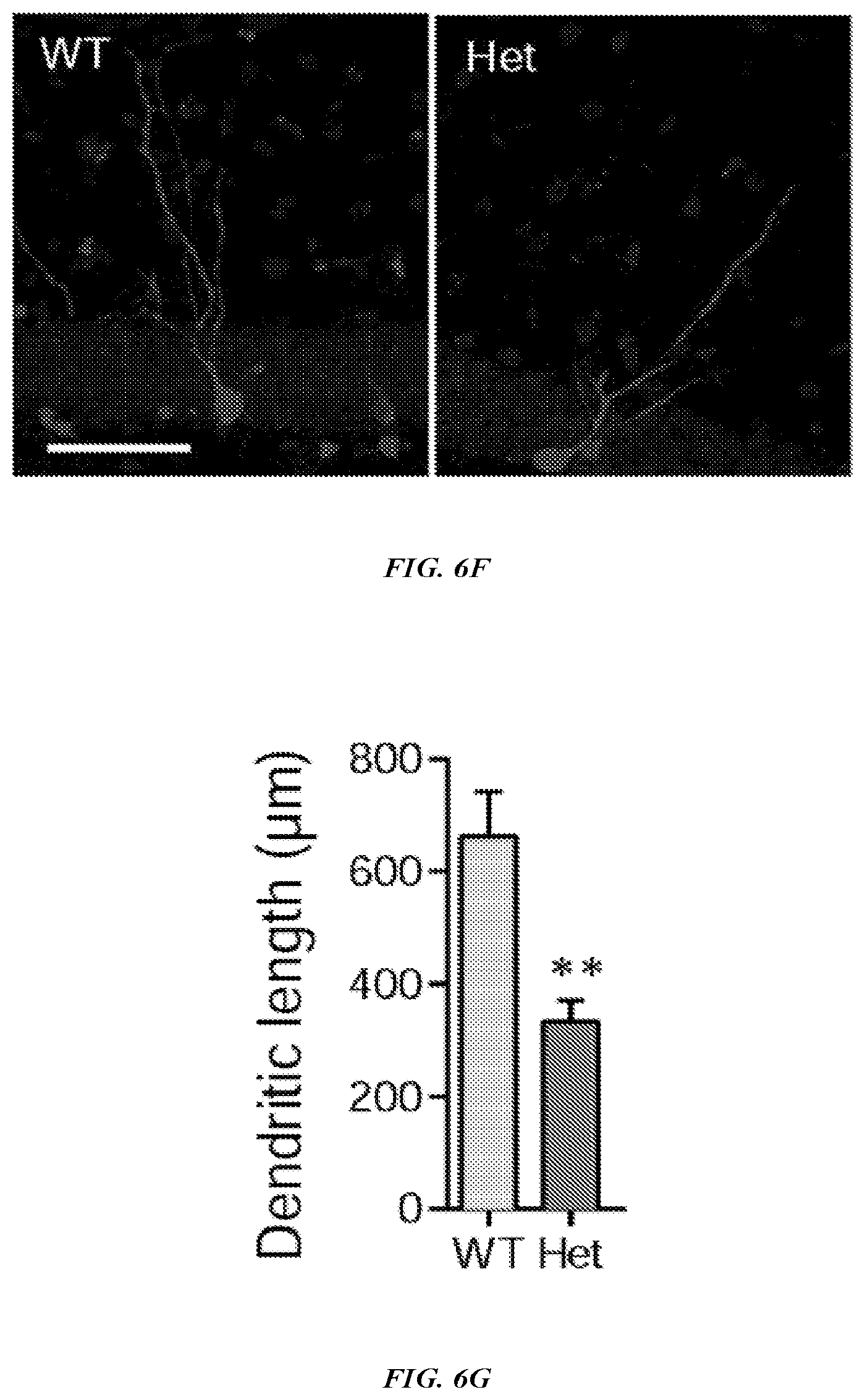 Patent US12576042 Figure 12 – Methods and compositions for treating neurological conditions