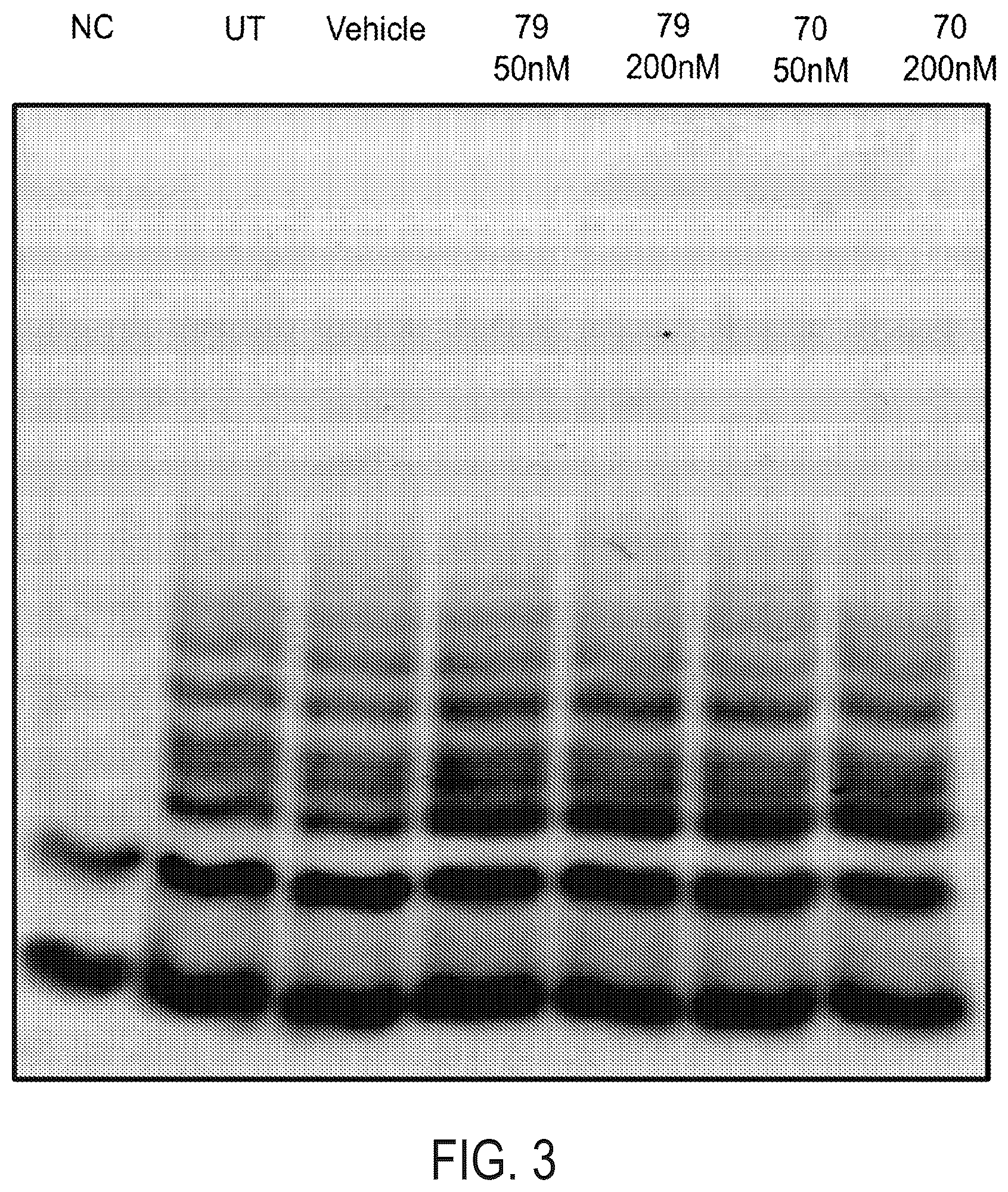 Patent US12576047 Figure 2 – Telomerase activating compounds for use in fertility and related applications