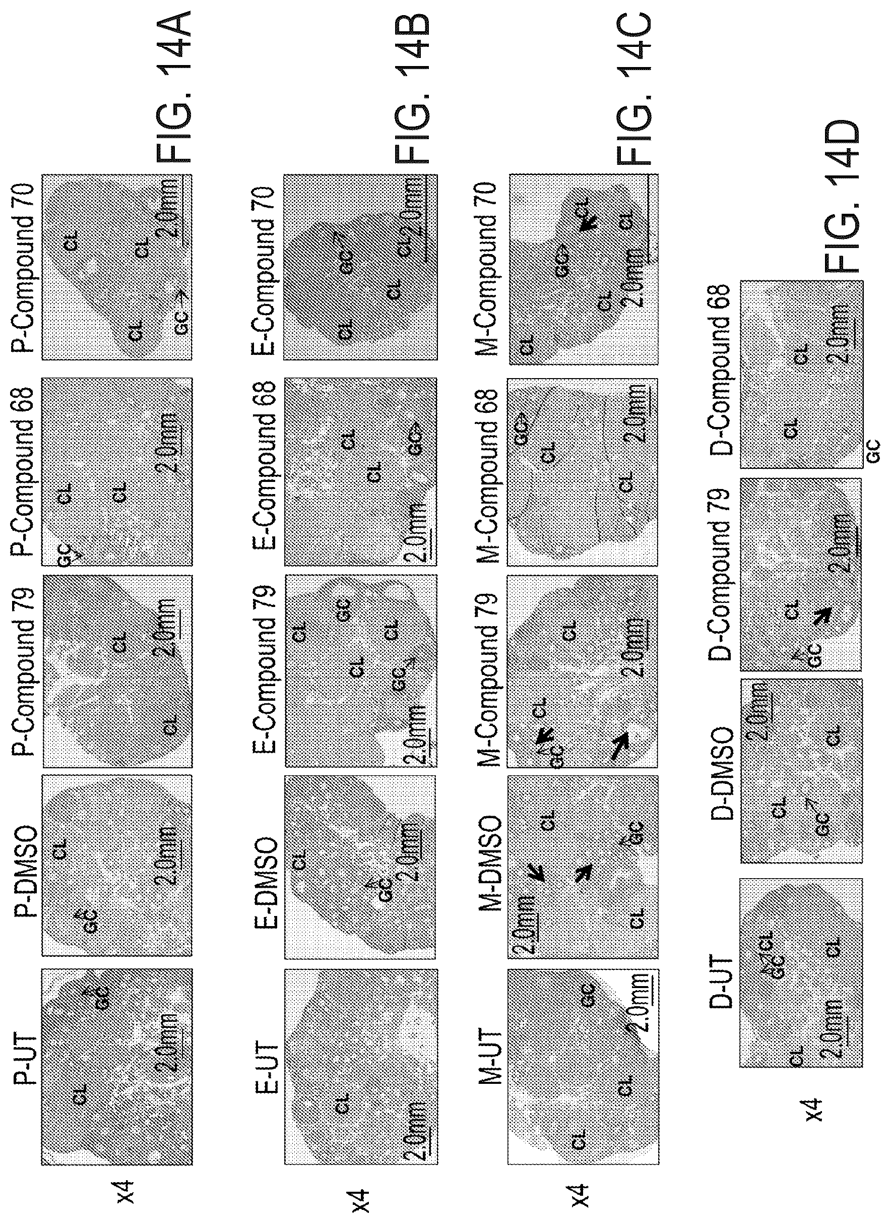 Patent US12576047 Figure 10 – Telomerase activating compounds for use in fertility and related applications