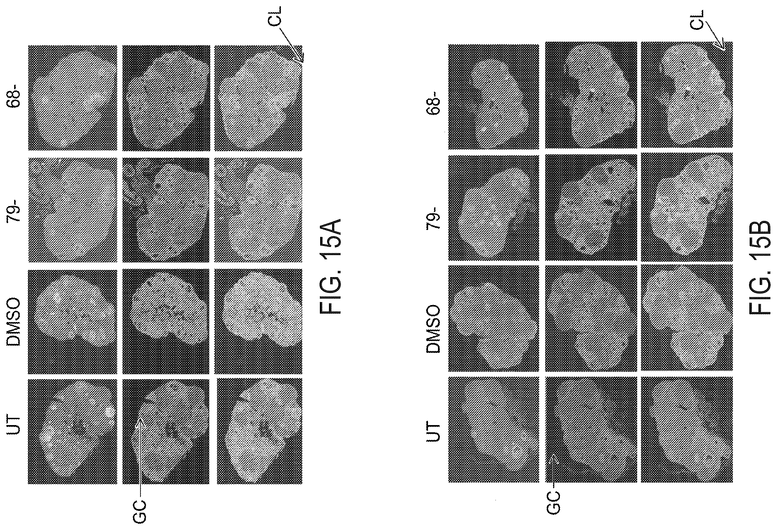 Patent US12576047 Figure 11 – Telomerase activating compounds for use in fertility and related applications