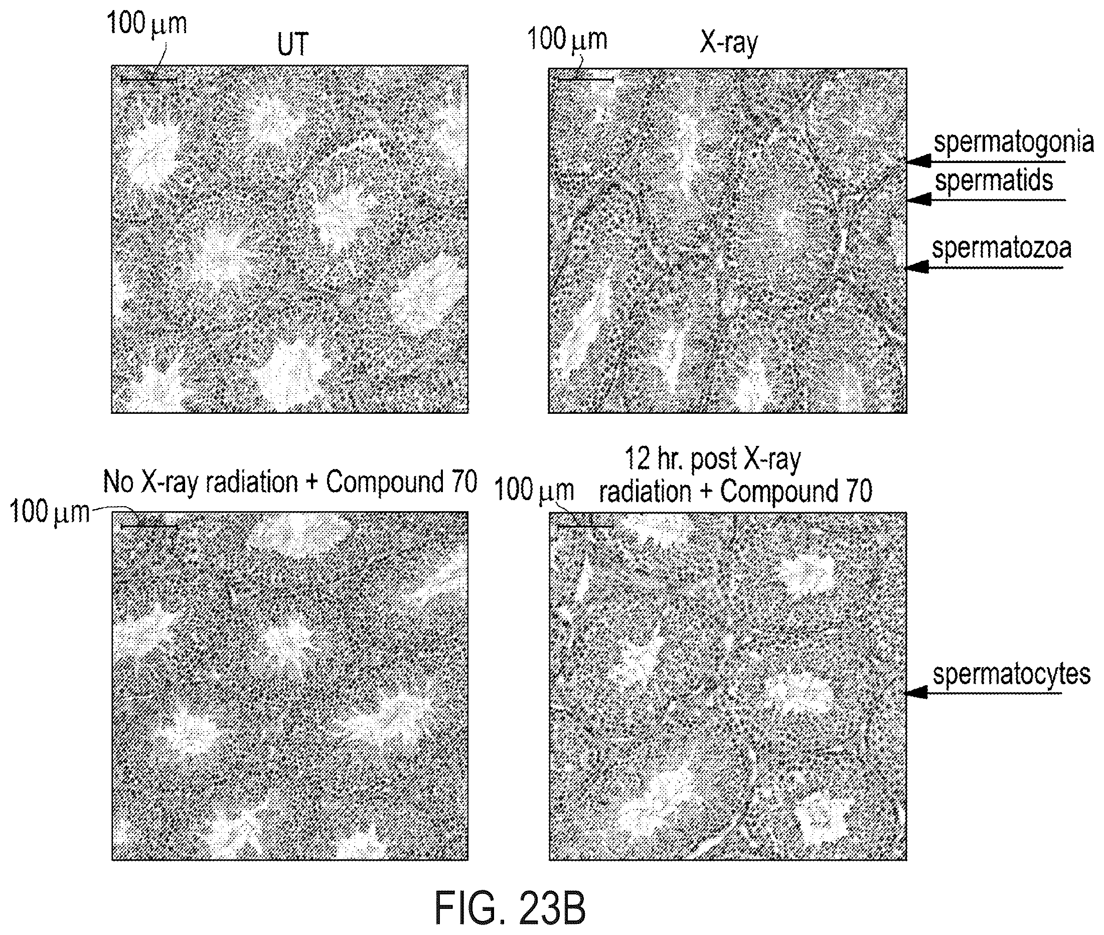 Patent US12576047 Figure 19 – Telomerase activating compounds for use in fertility and related applications