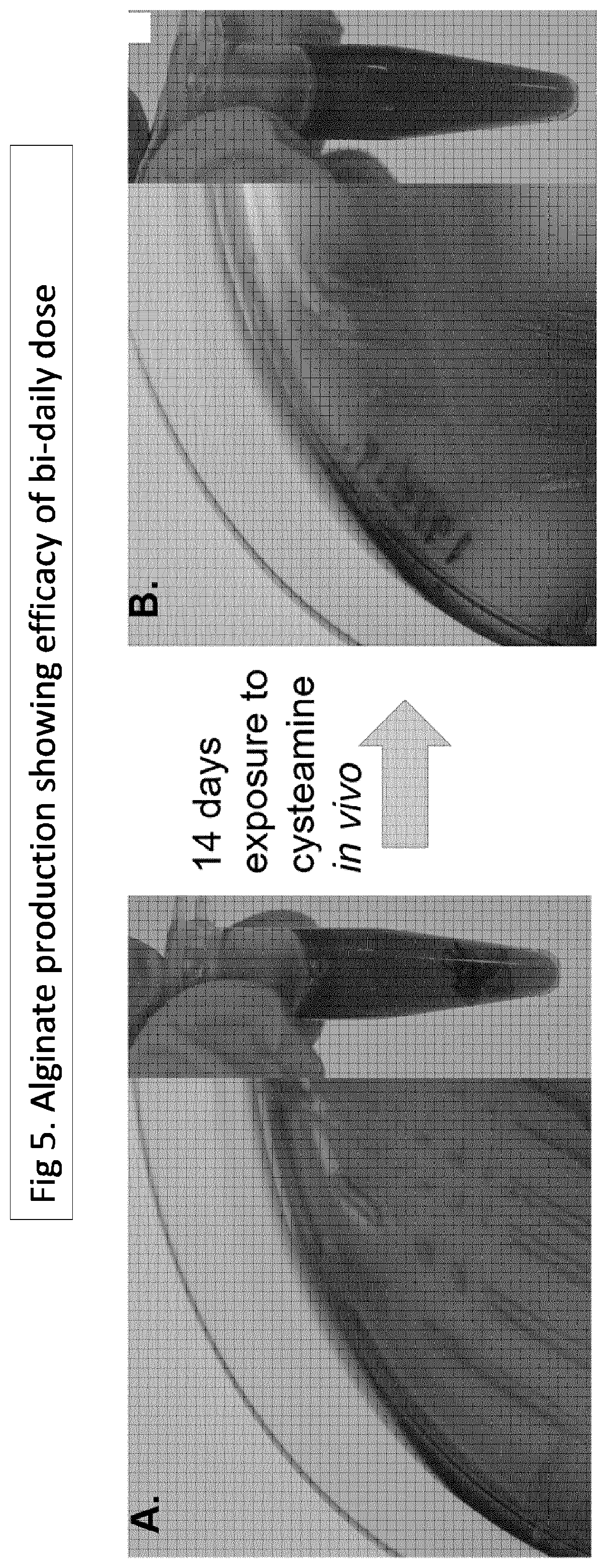 Patent US12576050 Figure 5 – Dosage regime