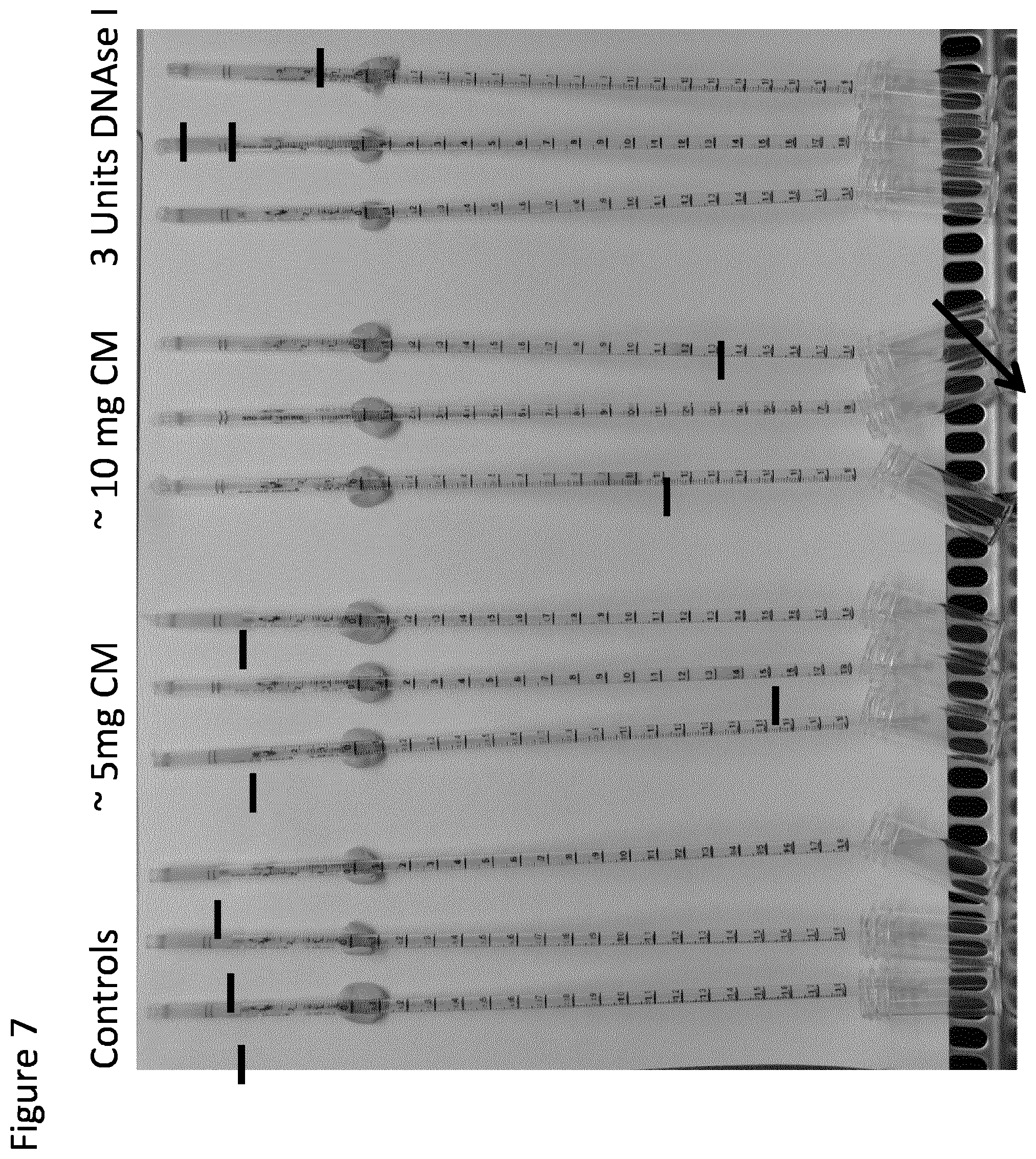 Patent US12576050 Figure 7 – Dosage regime
