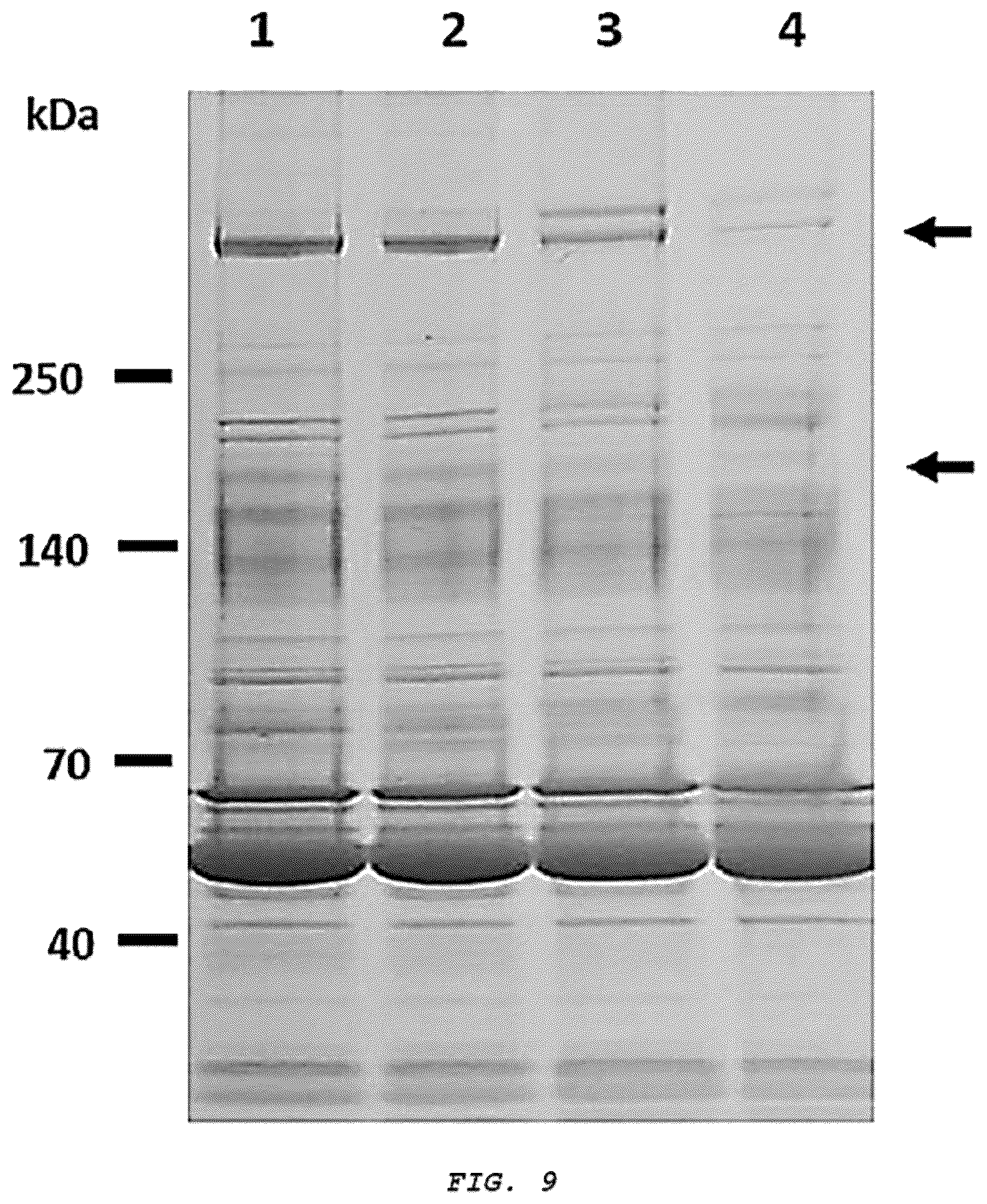 Patent US12576051 Figure 6 – Methods and composition for treating respiratory obstructive diseases
