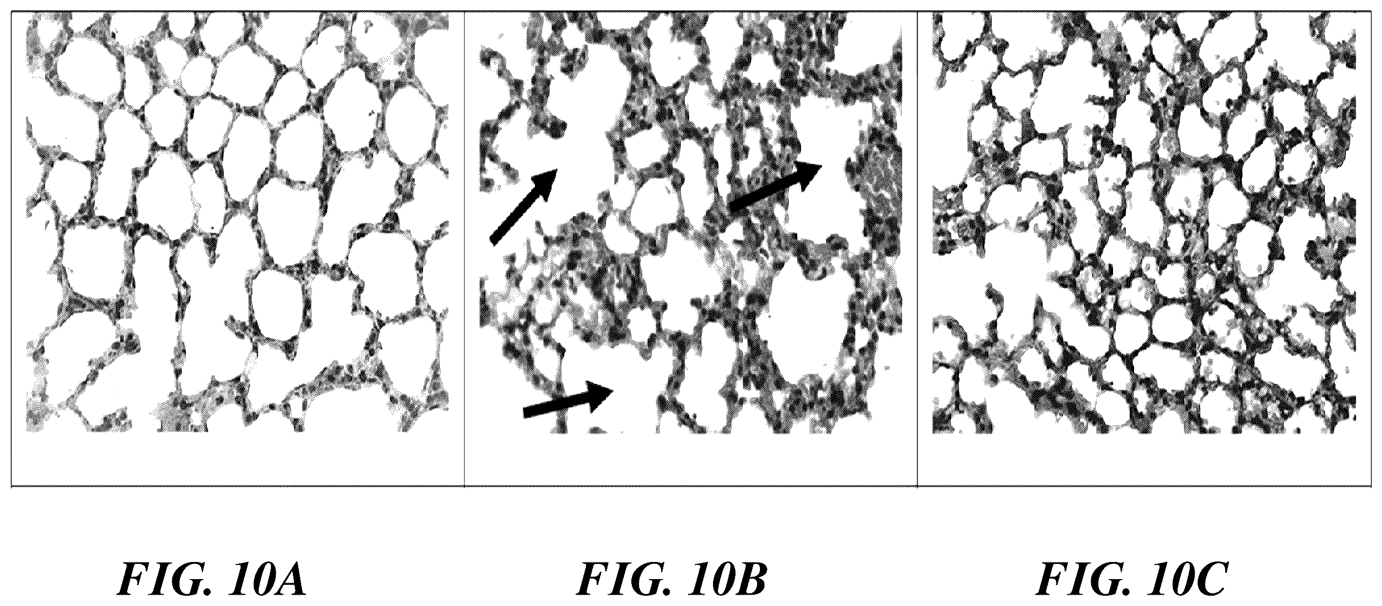 Patent US12576059 Figure 12 – Methods and compositions for treatment of inflammatory disease