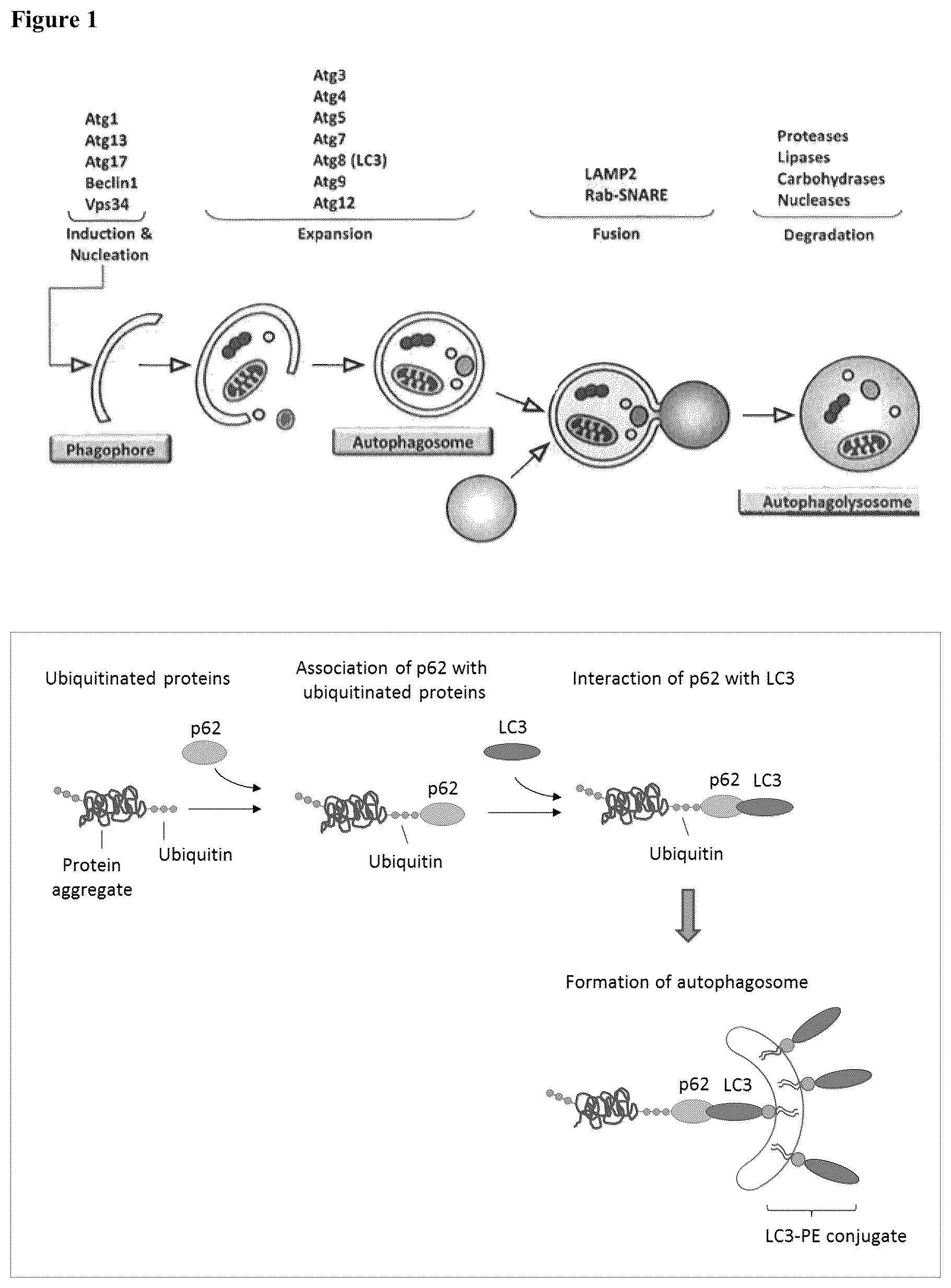 Patent US12576065 Figure 1 – Enhancing autophagy or increasing longevity by administration of urolithins
