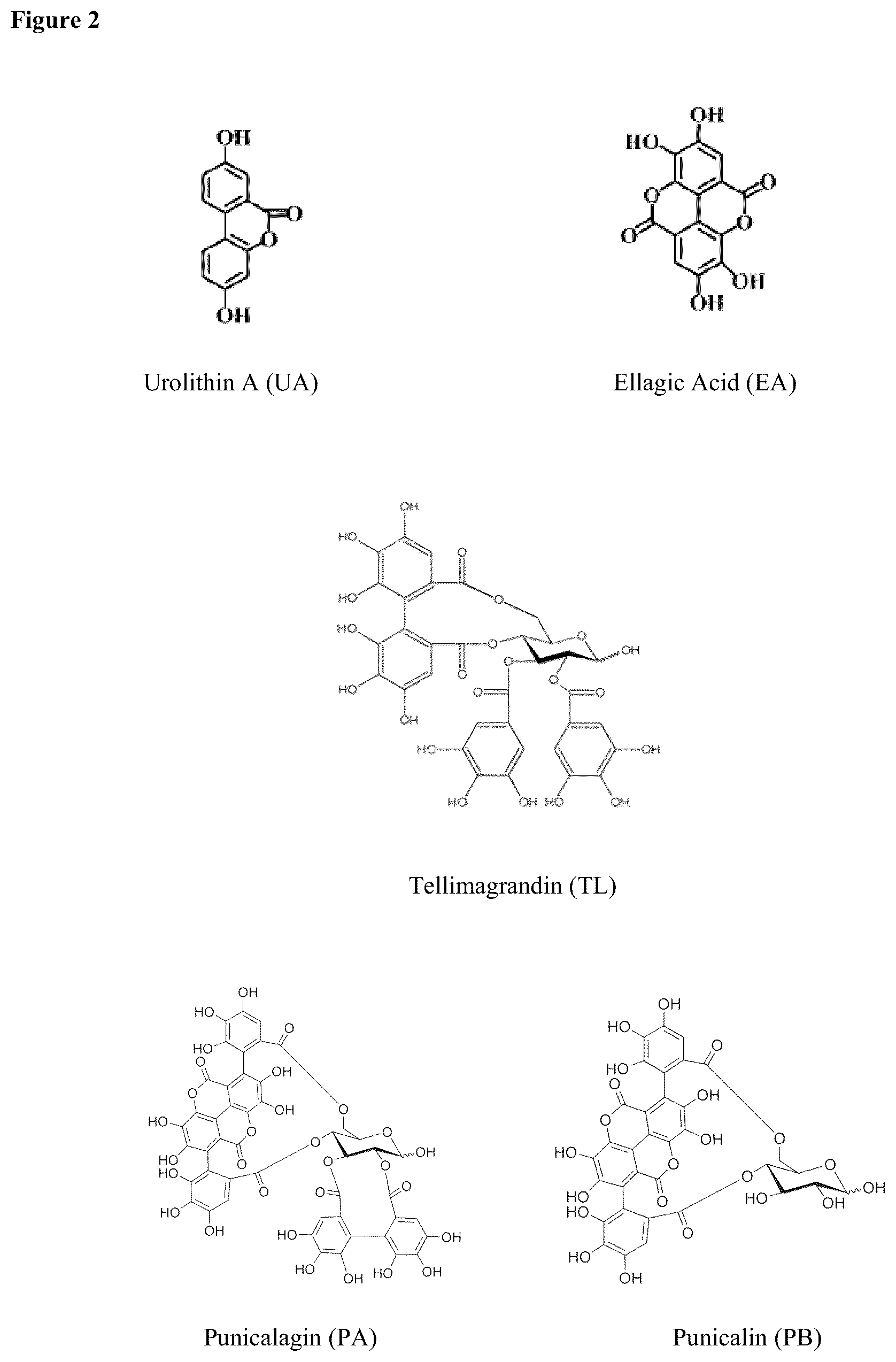 Patent US12576065 Figure 2 – Enhancing autophagy or increasing longevity by administration of urolithins