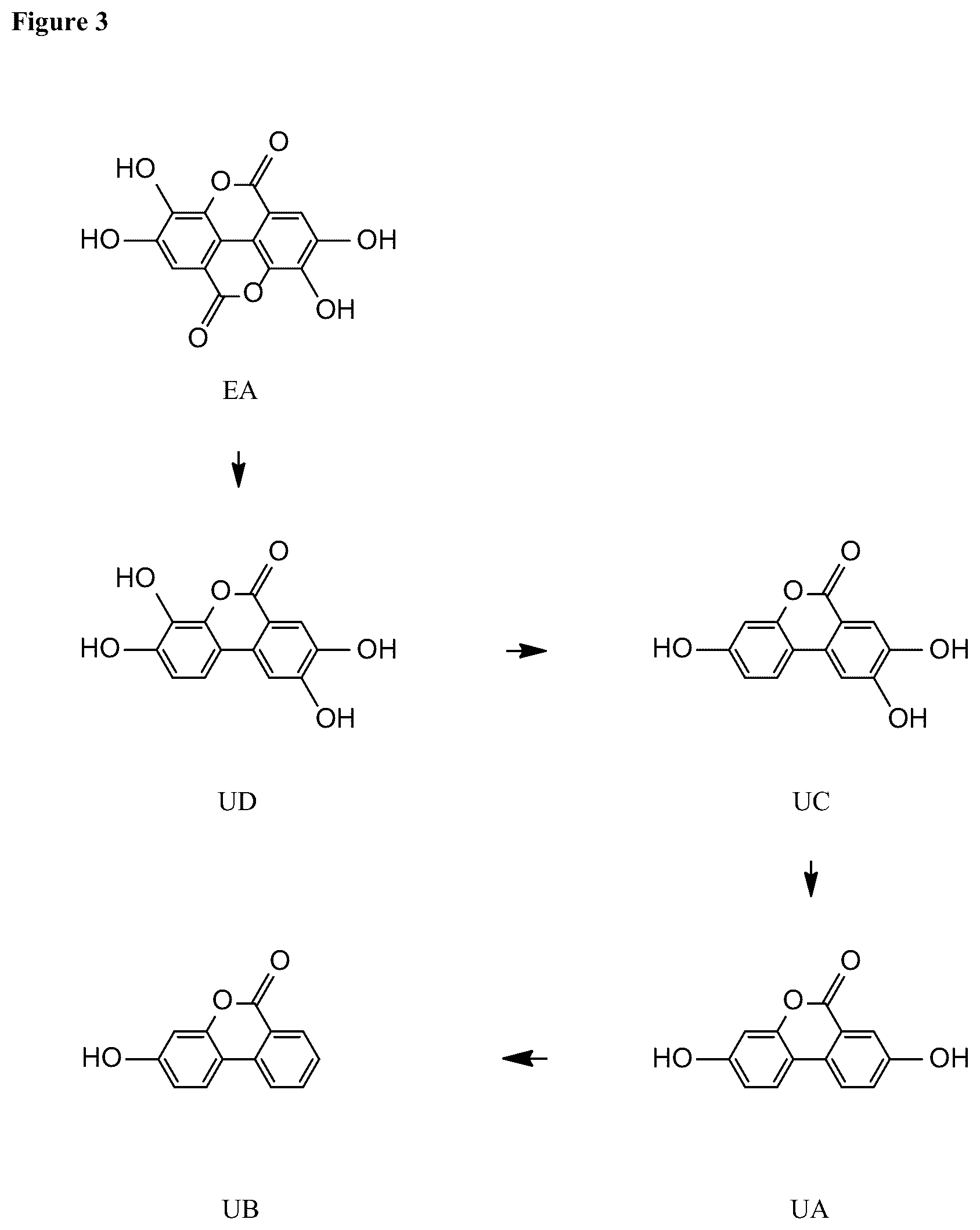 Patent US12576065 Figure 3 – Enhancing autophagy or increasing longevity by administration of urolithins