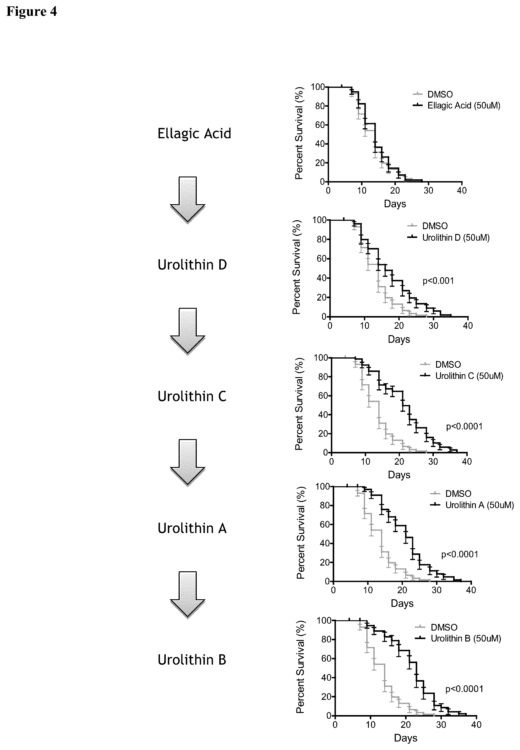 Patent US12576065 Figure 4 – Enhancing autophagy or increasing longevity by administration of urolithins