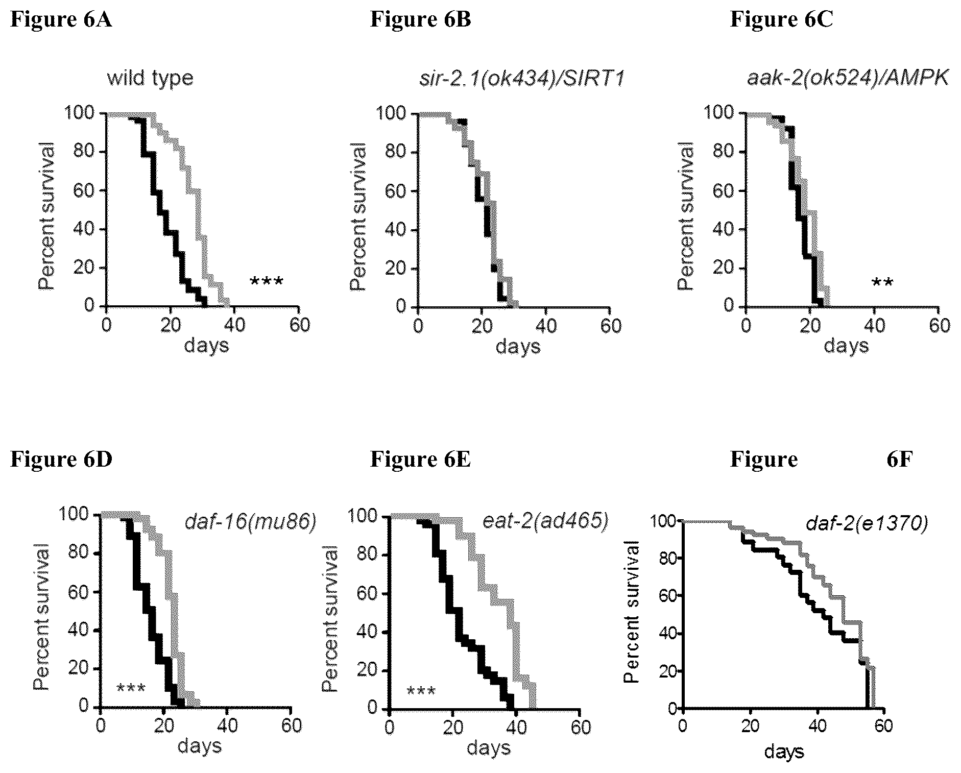 Patent US12576065 Figure 6 – Enhancing autophagy or increasing longevity by administration of urolithins