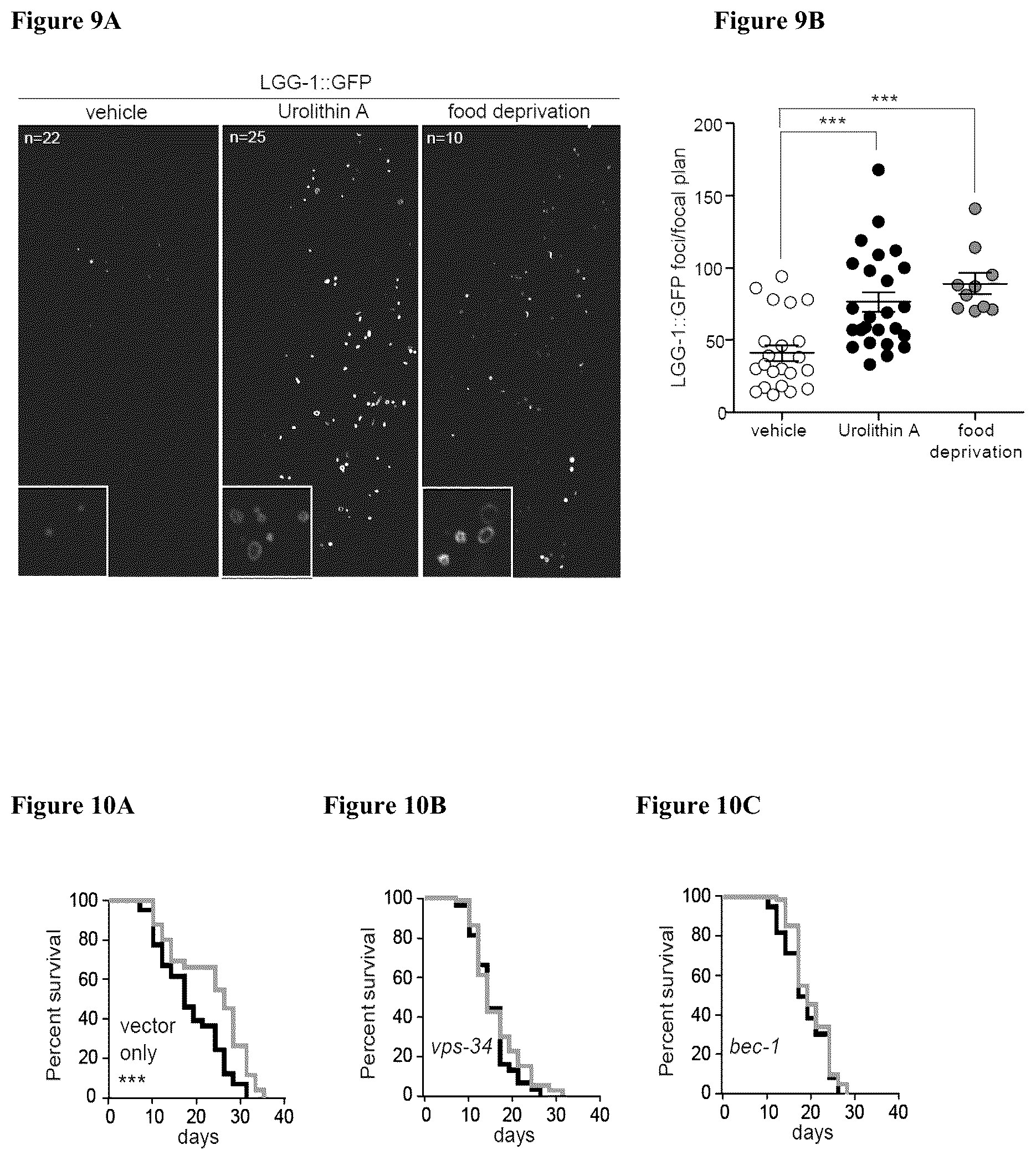 Patent US12576065 Figure 9 – Enhancing autophagy or increasing longevity by administration of urolithins