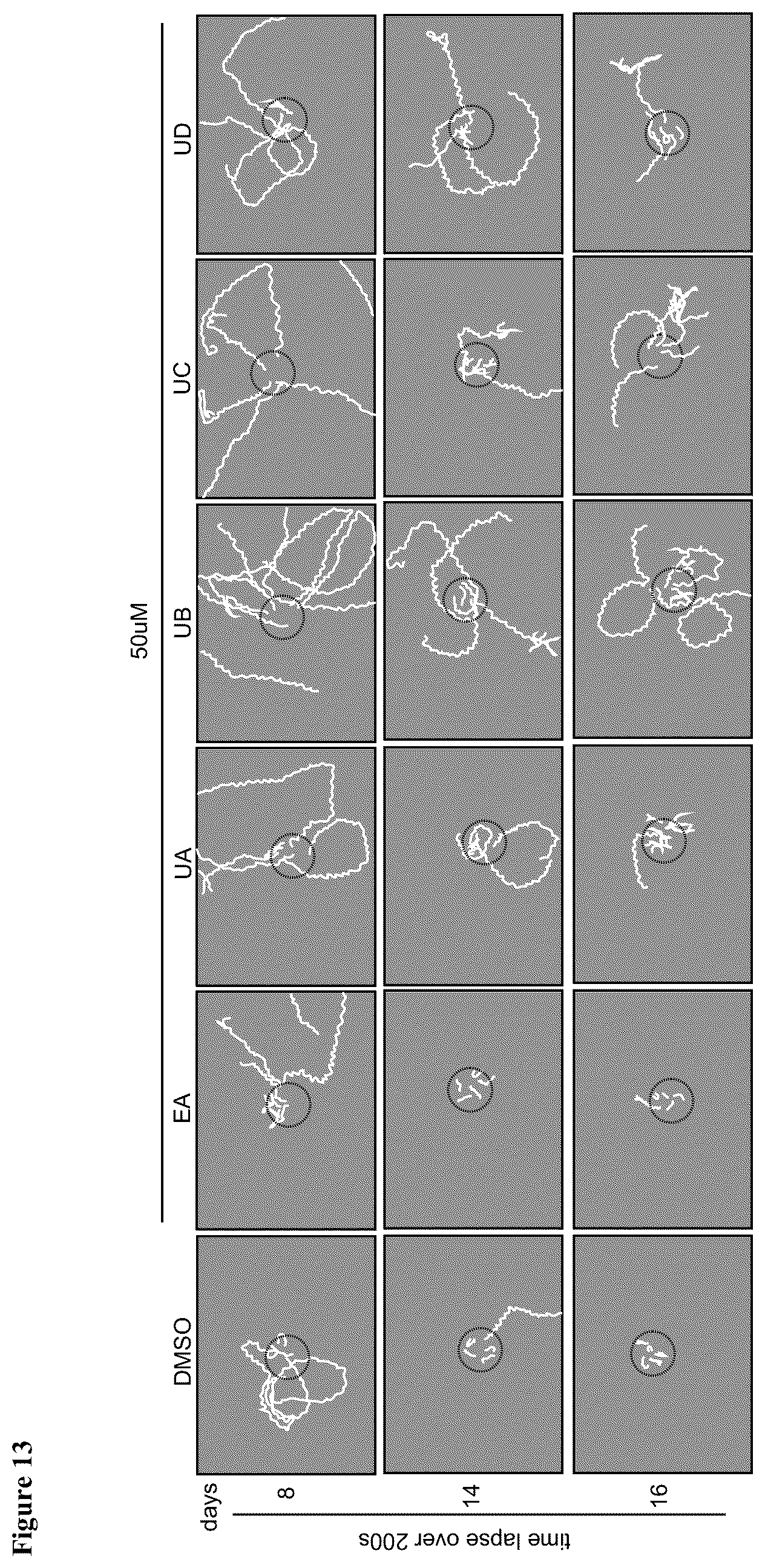 Patent US12576065 Figure 12 – Enhancing autophagy or increasing longevity by administration of urolithins