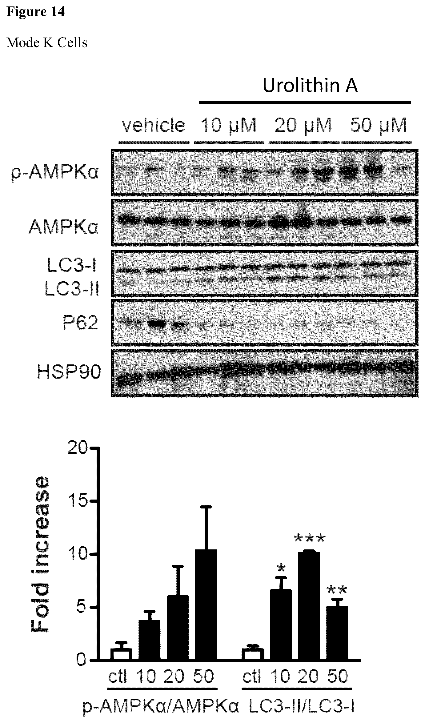 Patent US12576065 Figure 13 – Enhancing autophagy or increasing longevity by administration of urolithins