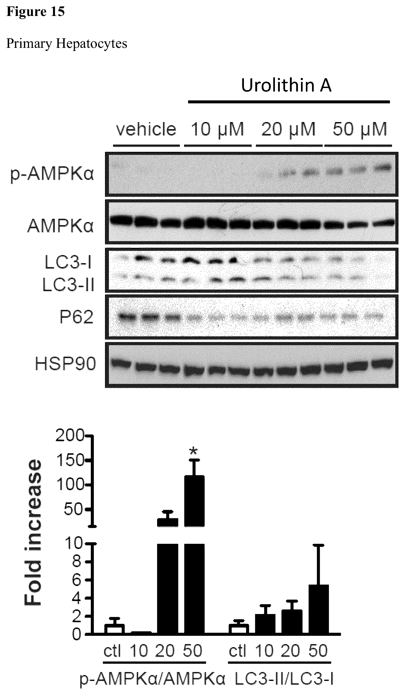 Patent US12576065 Figure 14 – Enhancing autophagy or increasing longevity by administration of urolithins