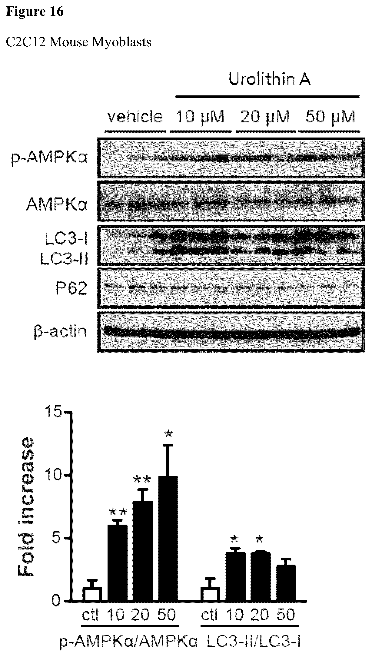 Patent US12576065 Figure 15 – Enhancing autophagy or increasing longevity by administration of urolithins