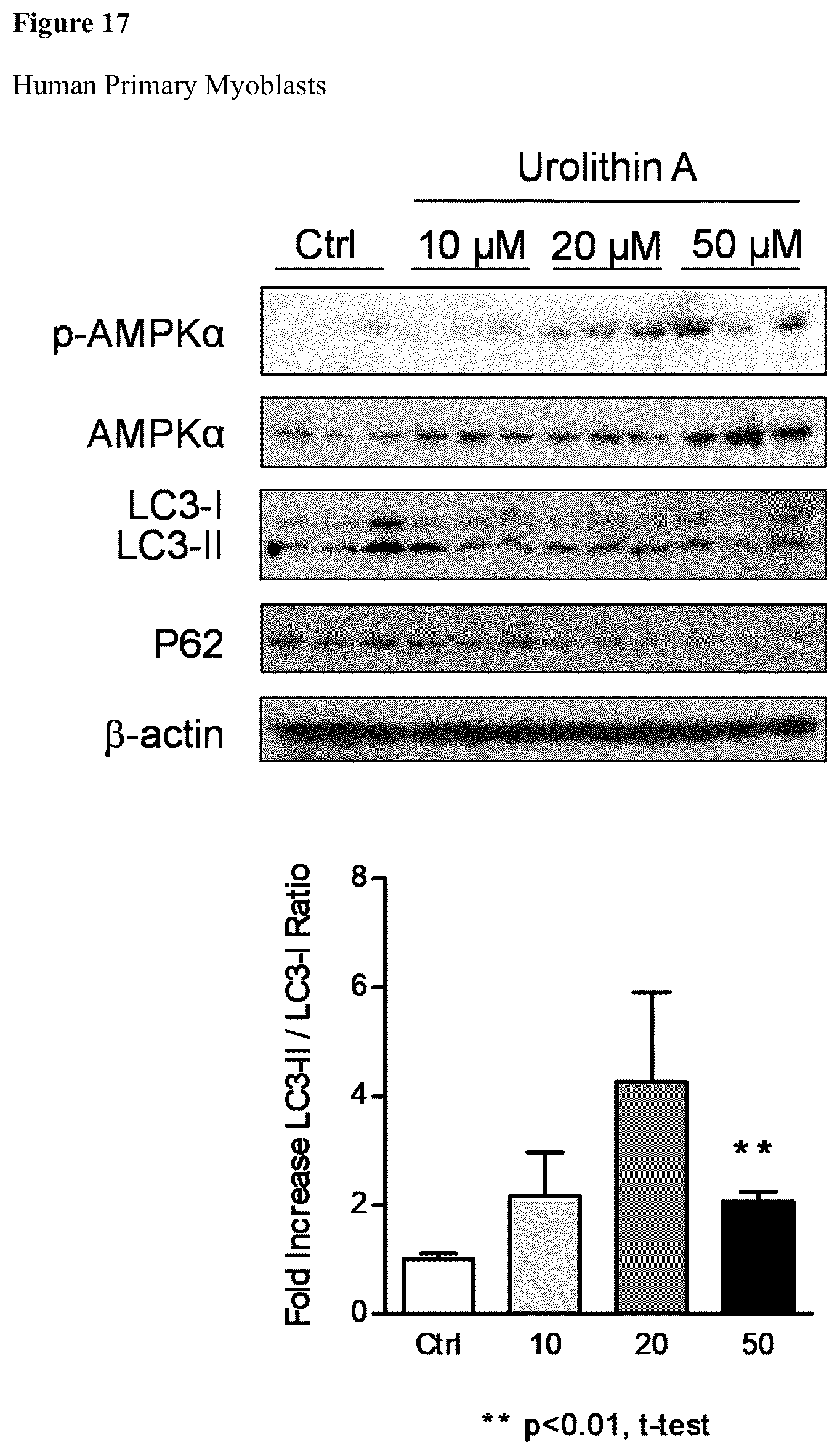 Patent US12576065 Figure 16 – Enhancing autophagy or increasing longevity by administration of urolithins