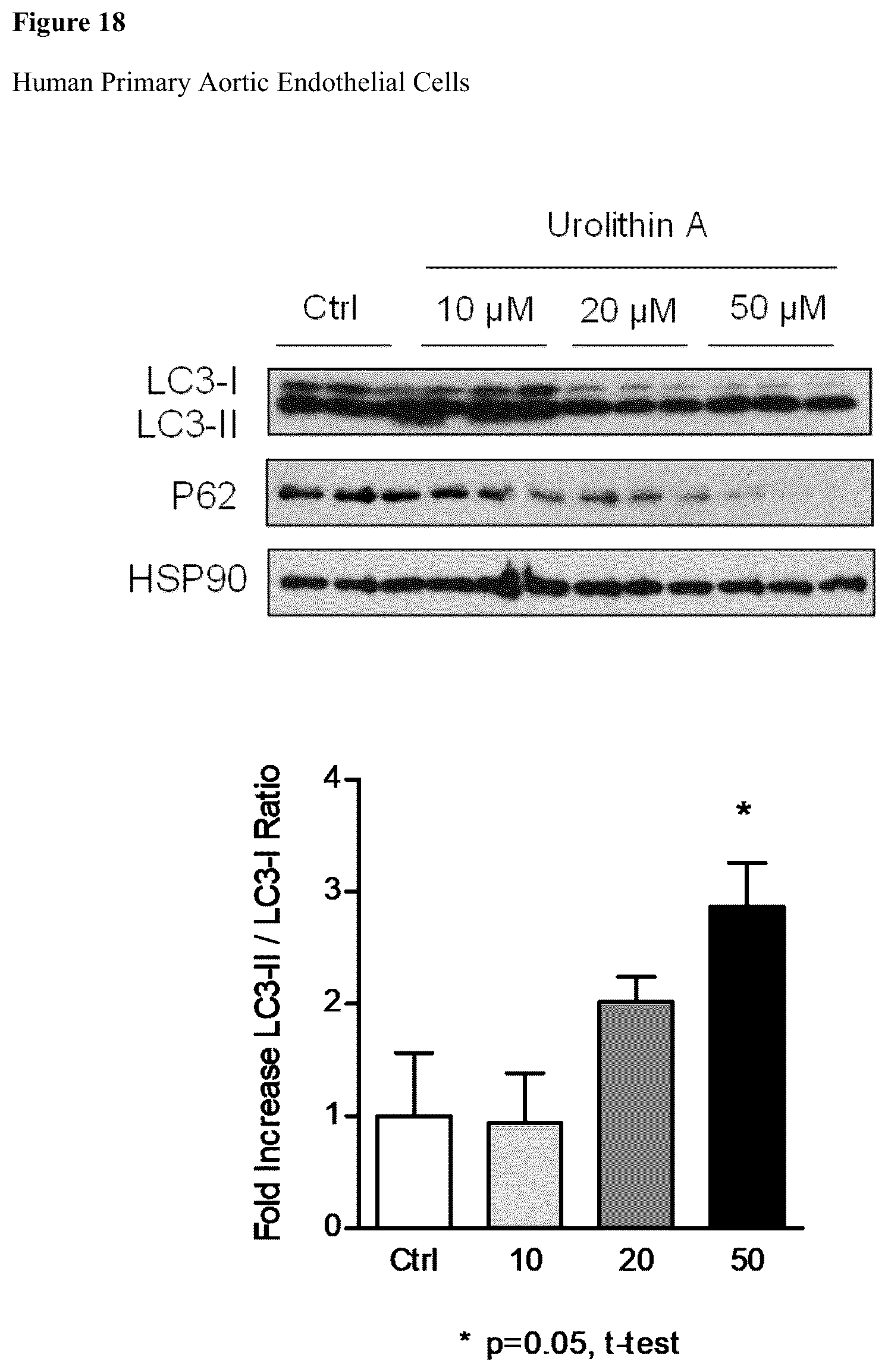 Patent US12576065 Figure 17 – Enhancing autophagy or increasing longevity by administration of urolithins