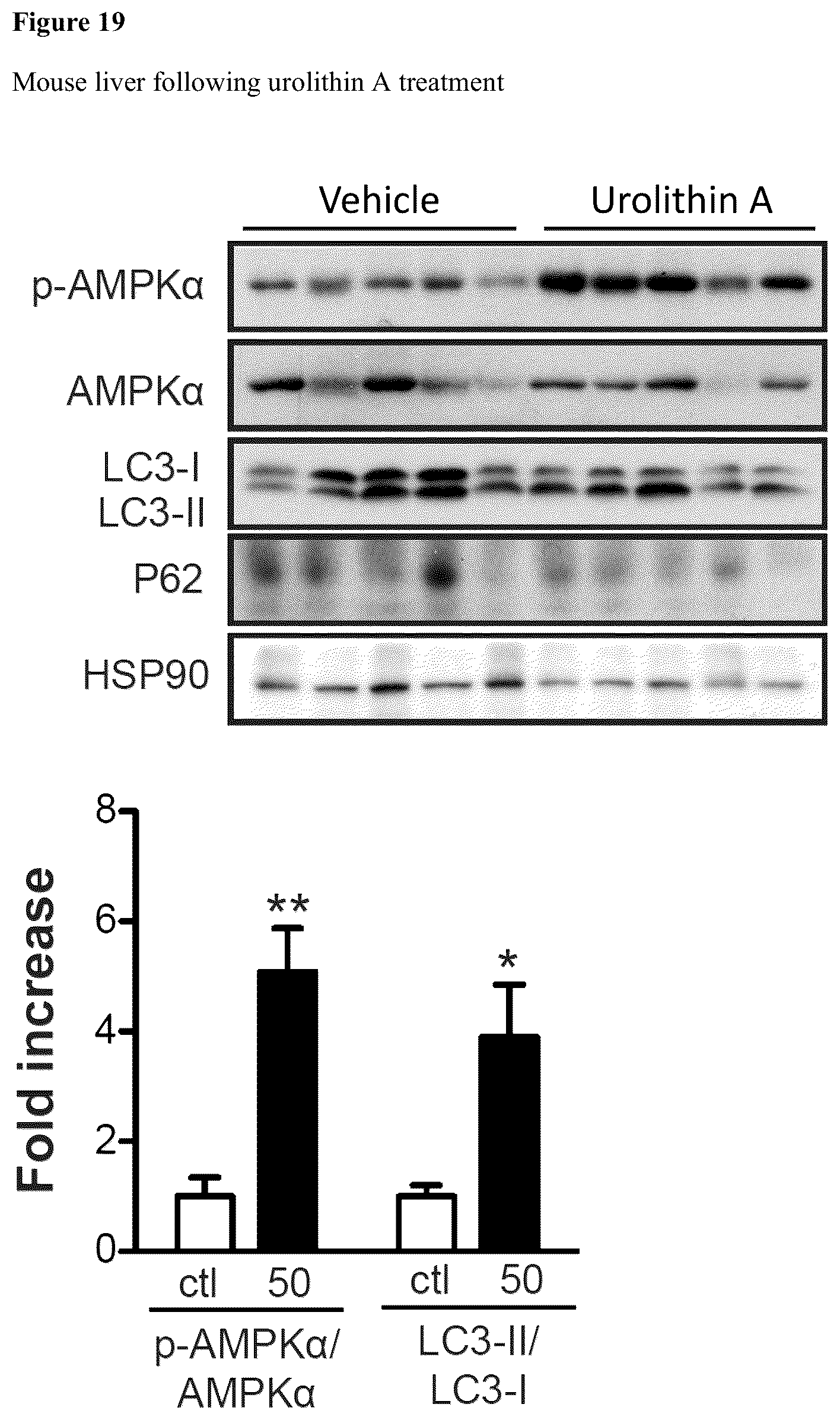 Patent US12576065 Figure 18 – Enhancing autophagy or increasing longevity by administration of urolithins