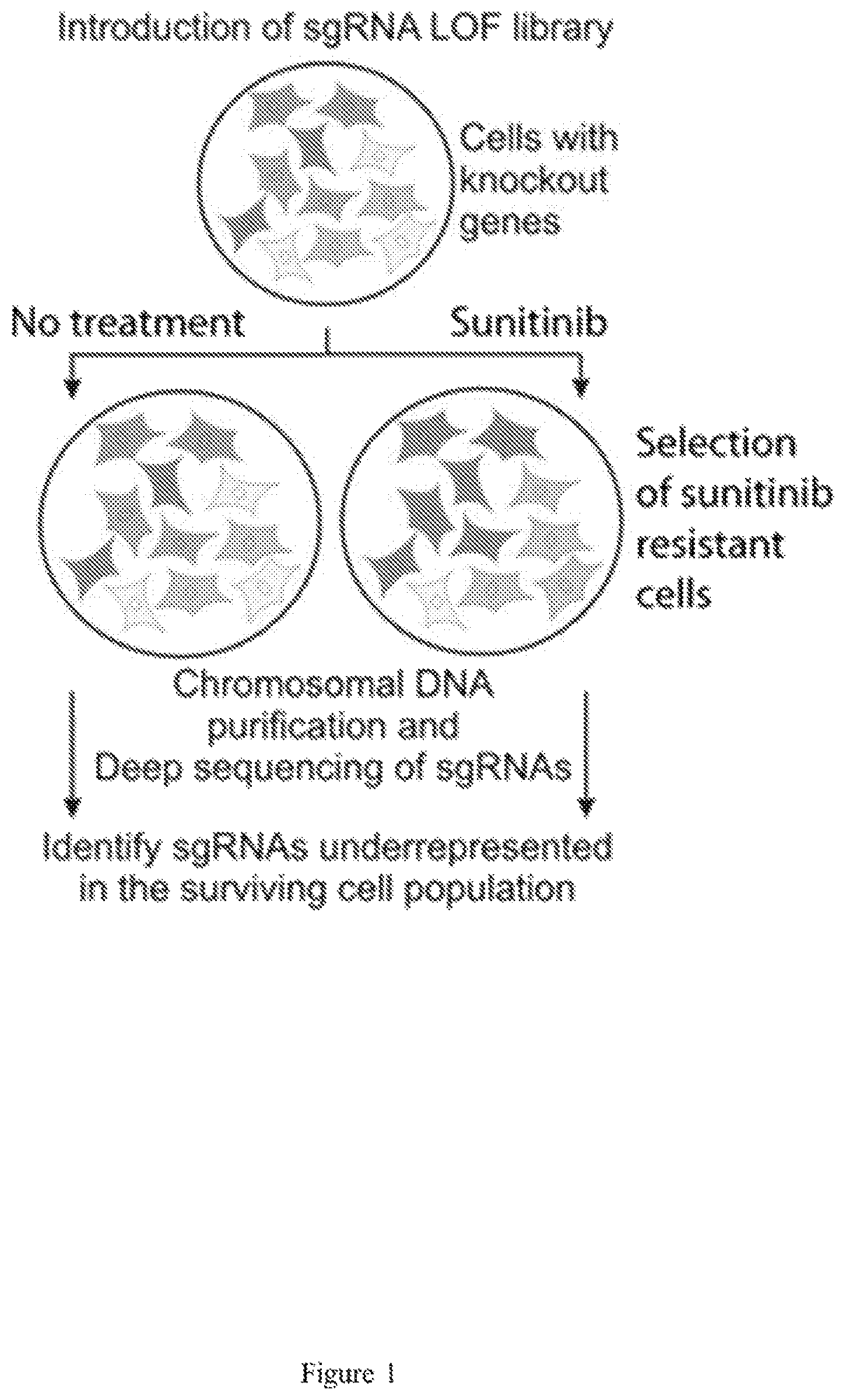 Patent US12576075 — Combination therapies for treating cancer — Figure 1