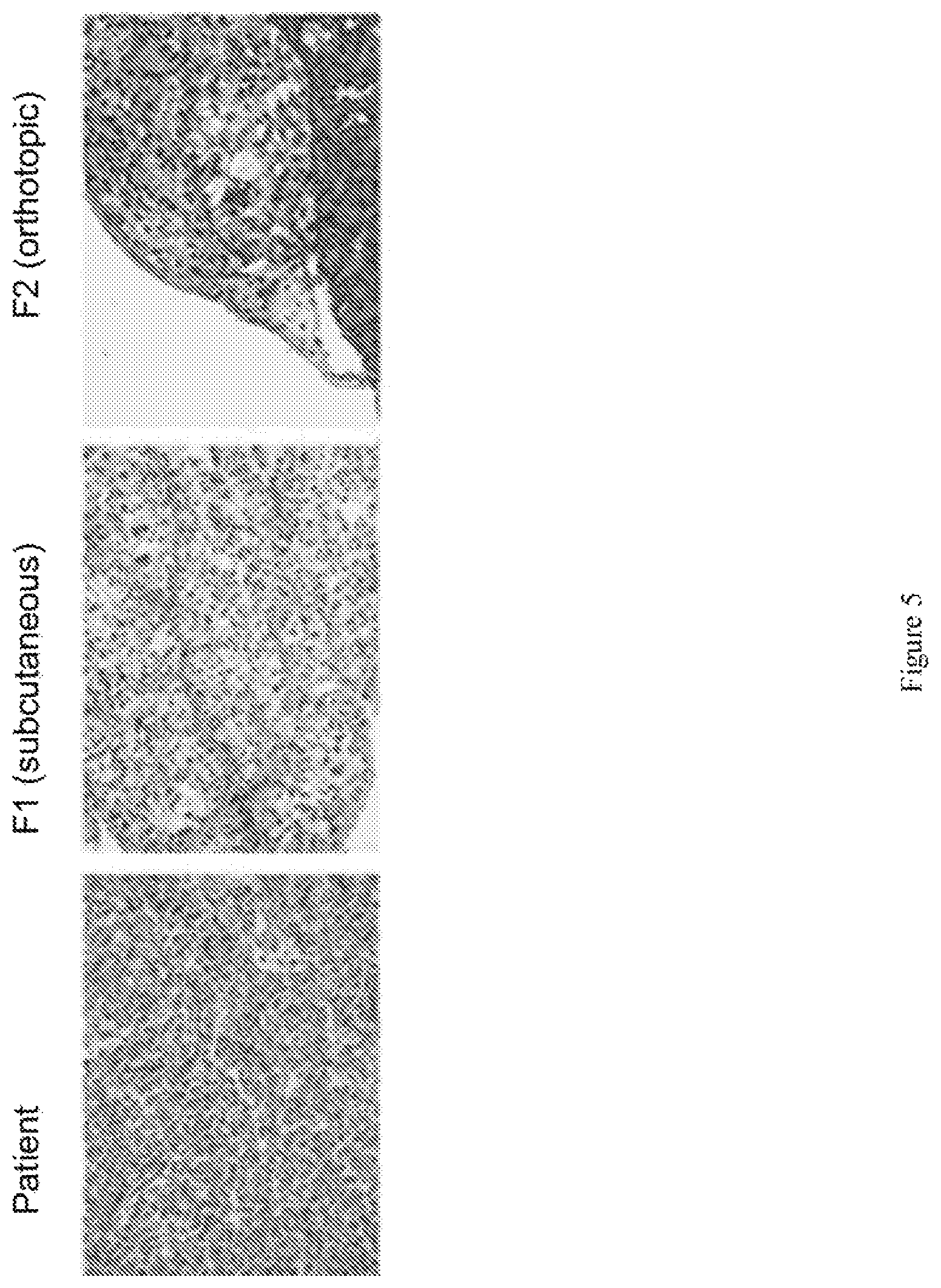 Patent US12576075 Figure 5 – Combination therapies for treating cancer