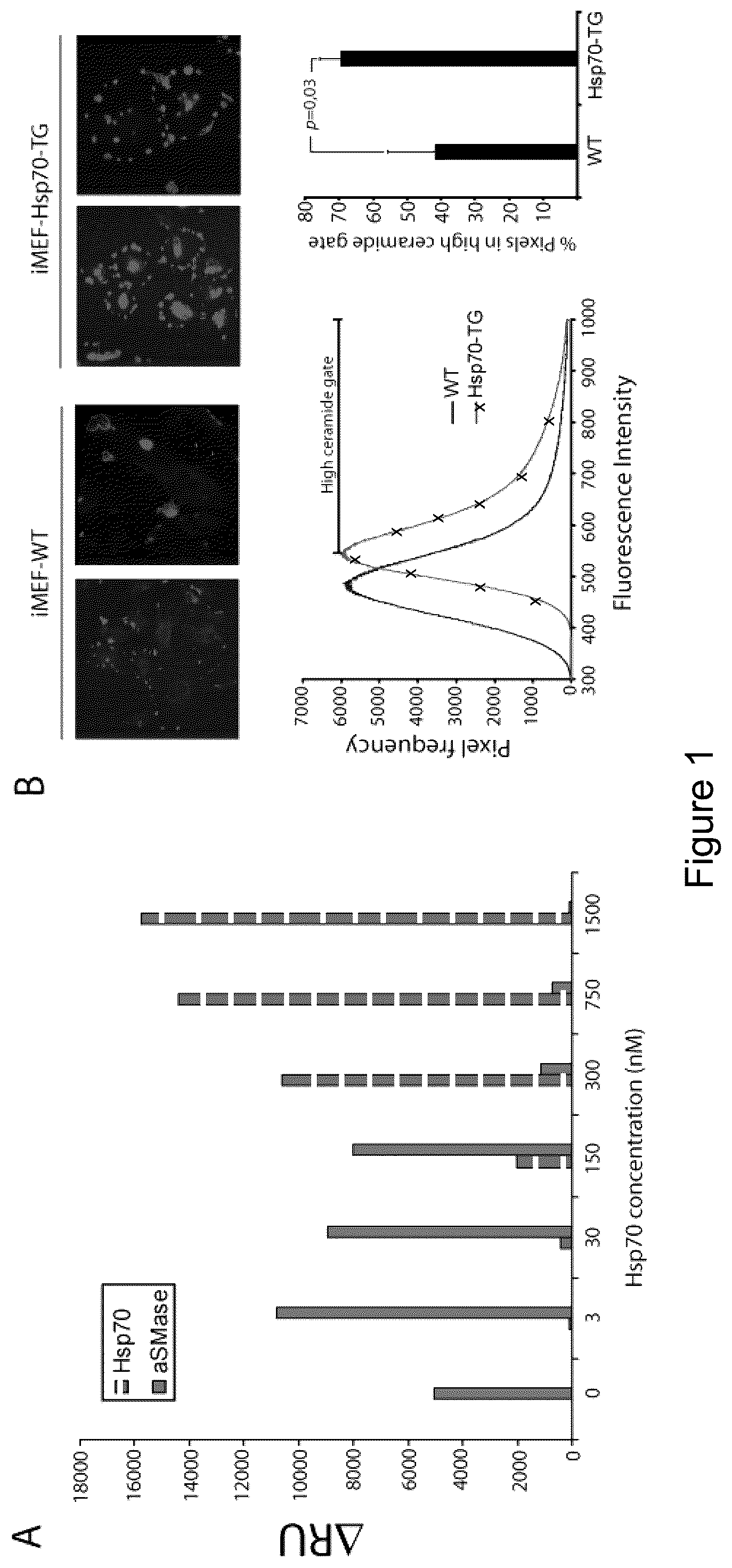 Patent US12576076 Figure 1 – Use of HSP70 as a regulator of enzymatic activity