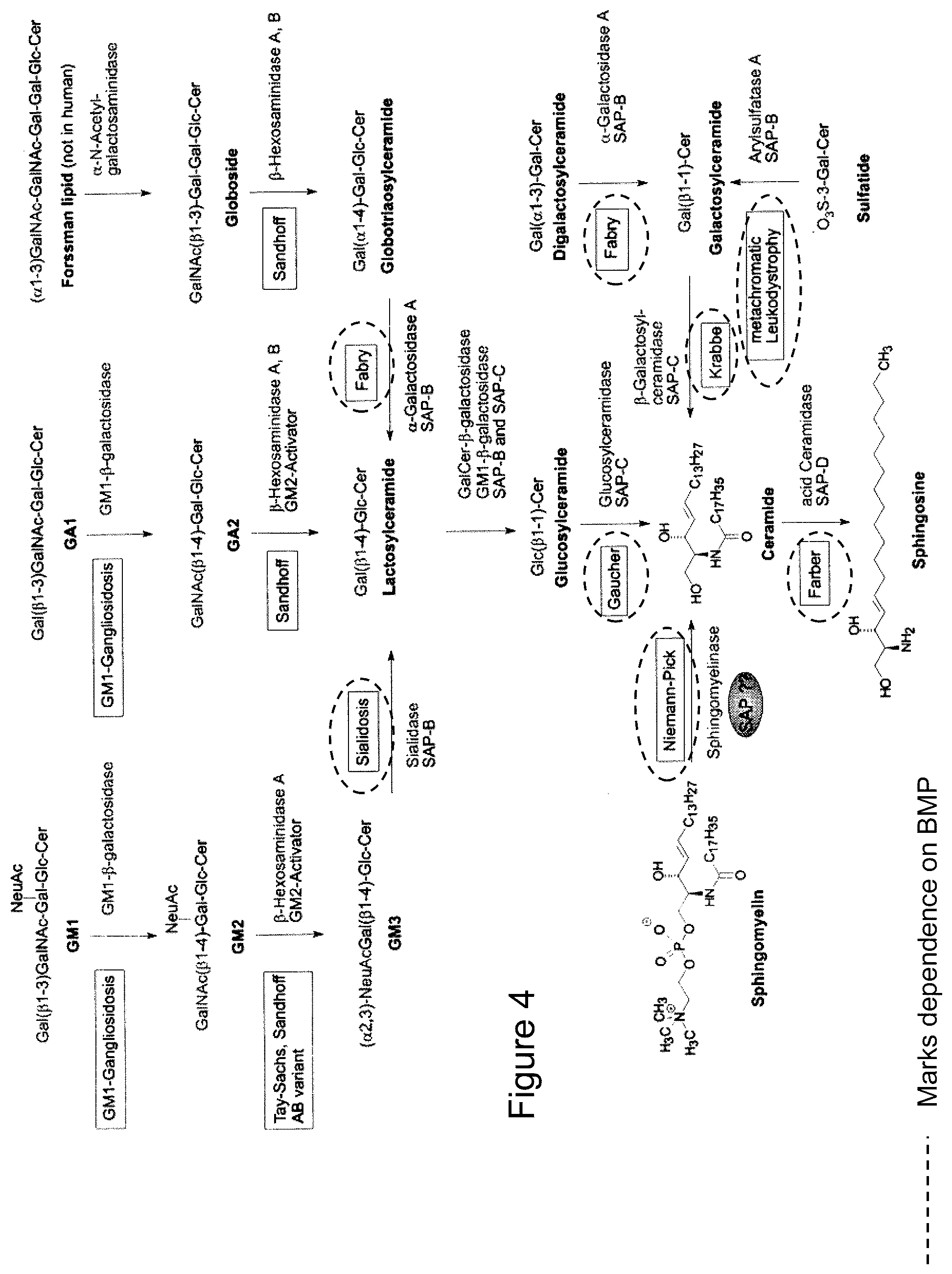 Patent US12576076 Figure 4 – Use of HSP70 as a regulator of enzymatic activity
