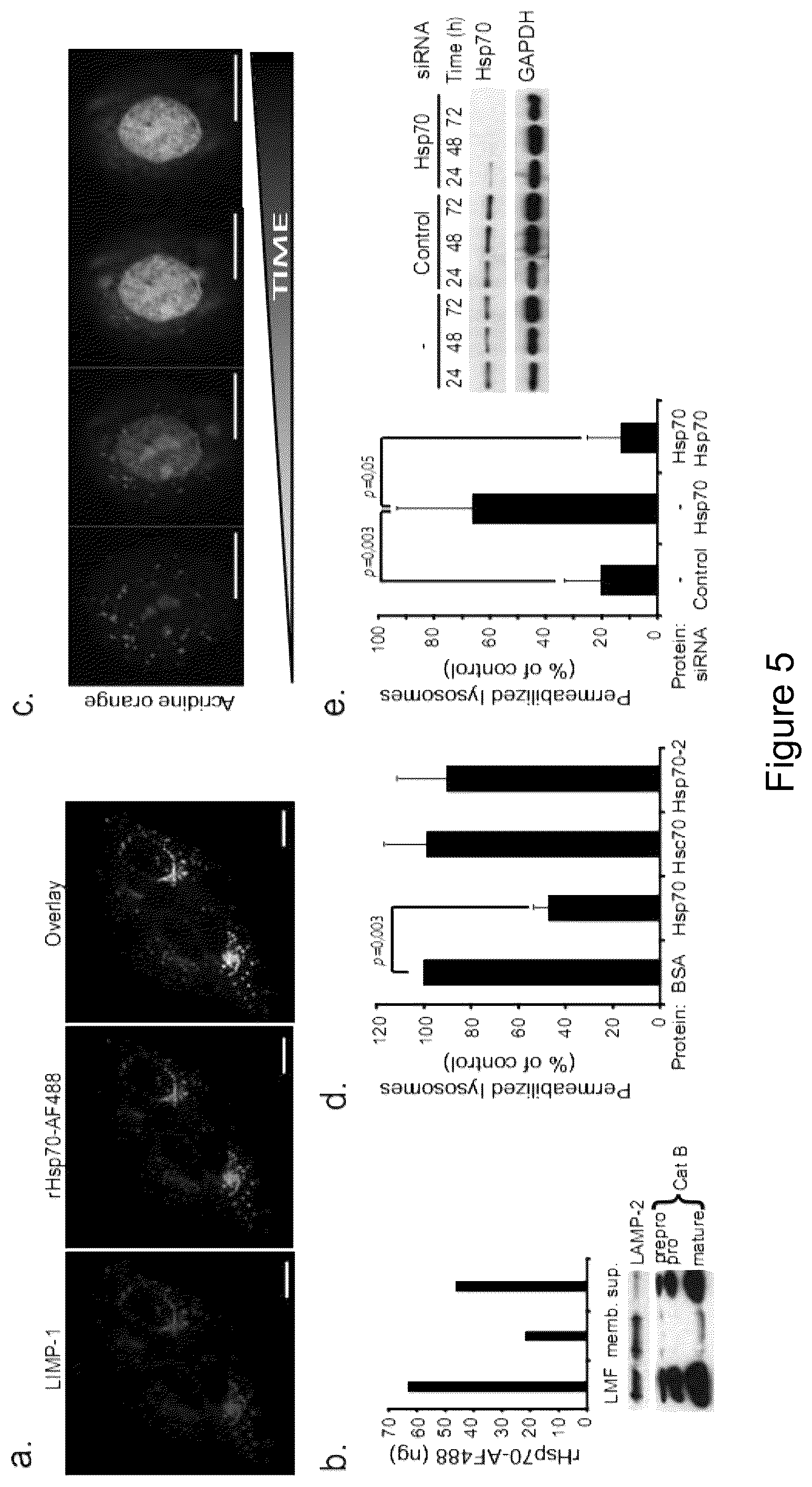 Patent US12576076 Figure 5 – Use of HSP70 as a regulator of enzymatic activity
