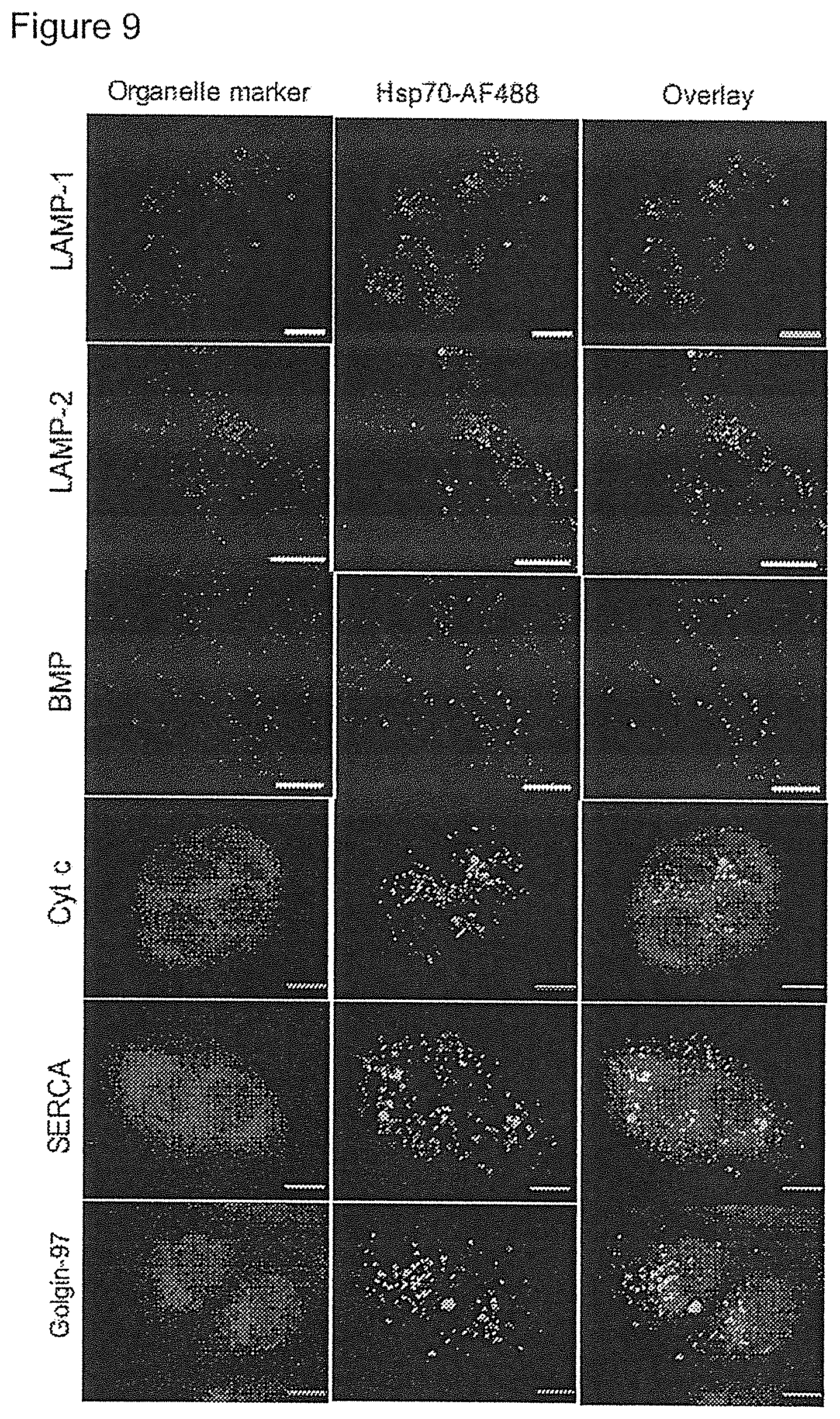 Patent US12576076 Figure 9 – Use of HSP70 as a regulator of enzymatic activity