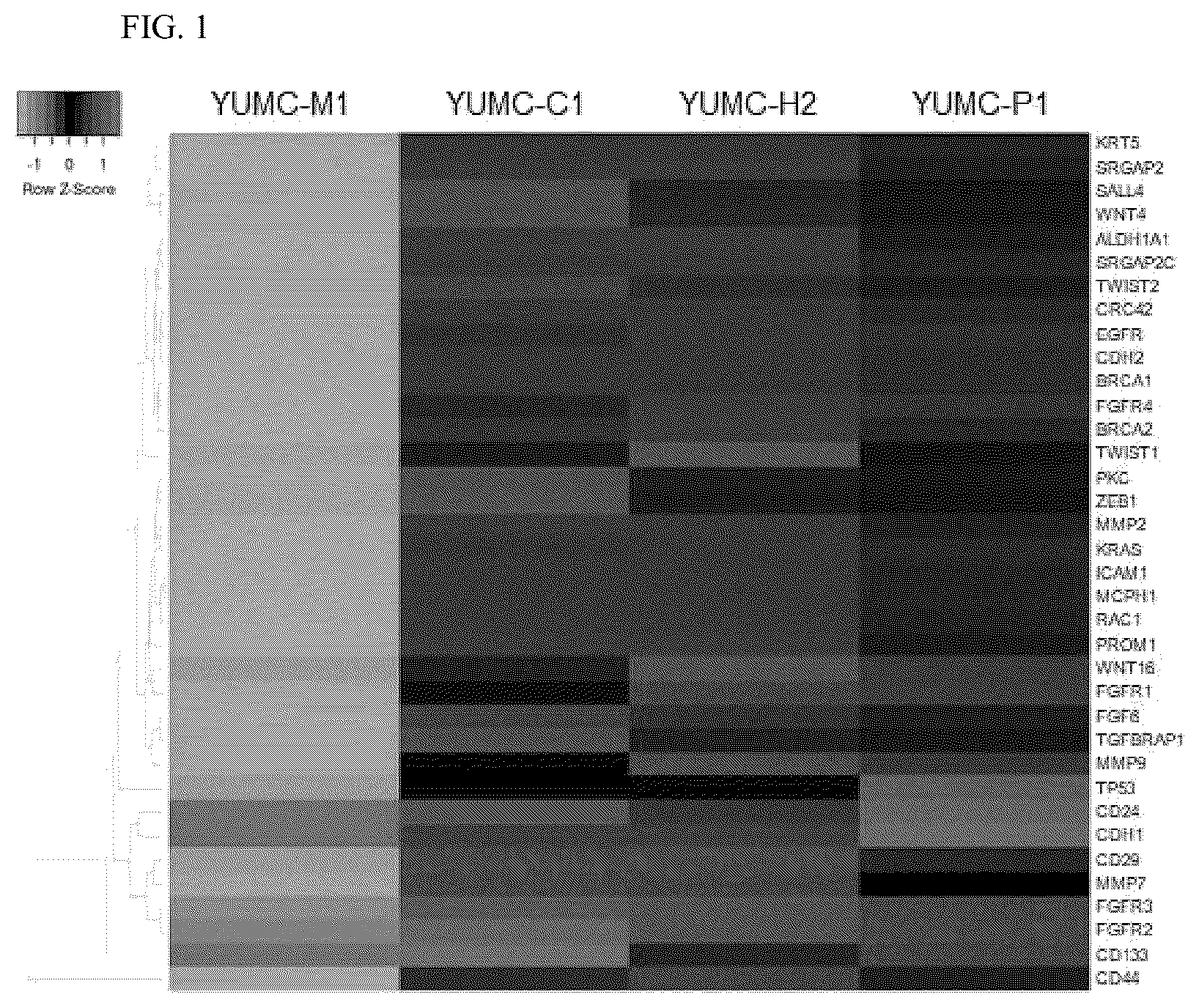 Patent US12576077 — Composition for preventing, alleviating or treating cancer — Figure 1
