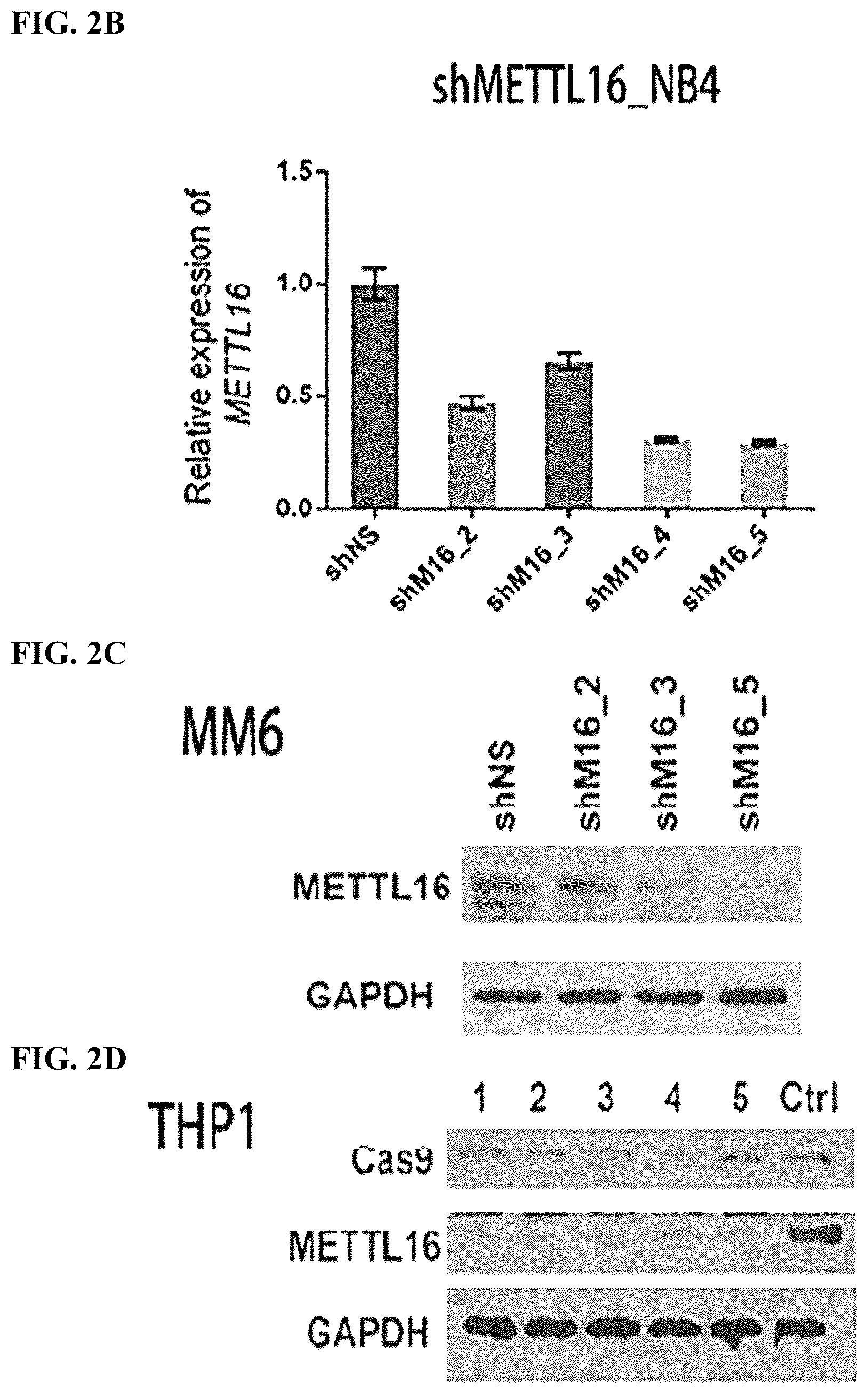 Patent US12576082 Figure 5 – METTL16 inhibitors and uses thereof