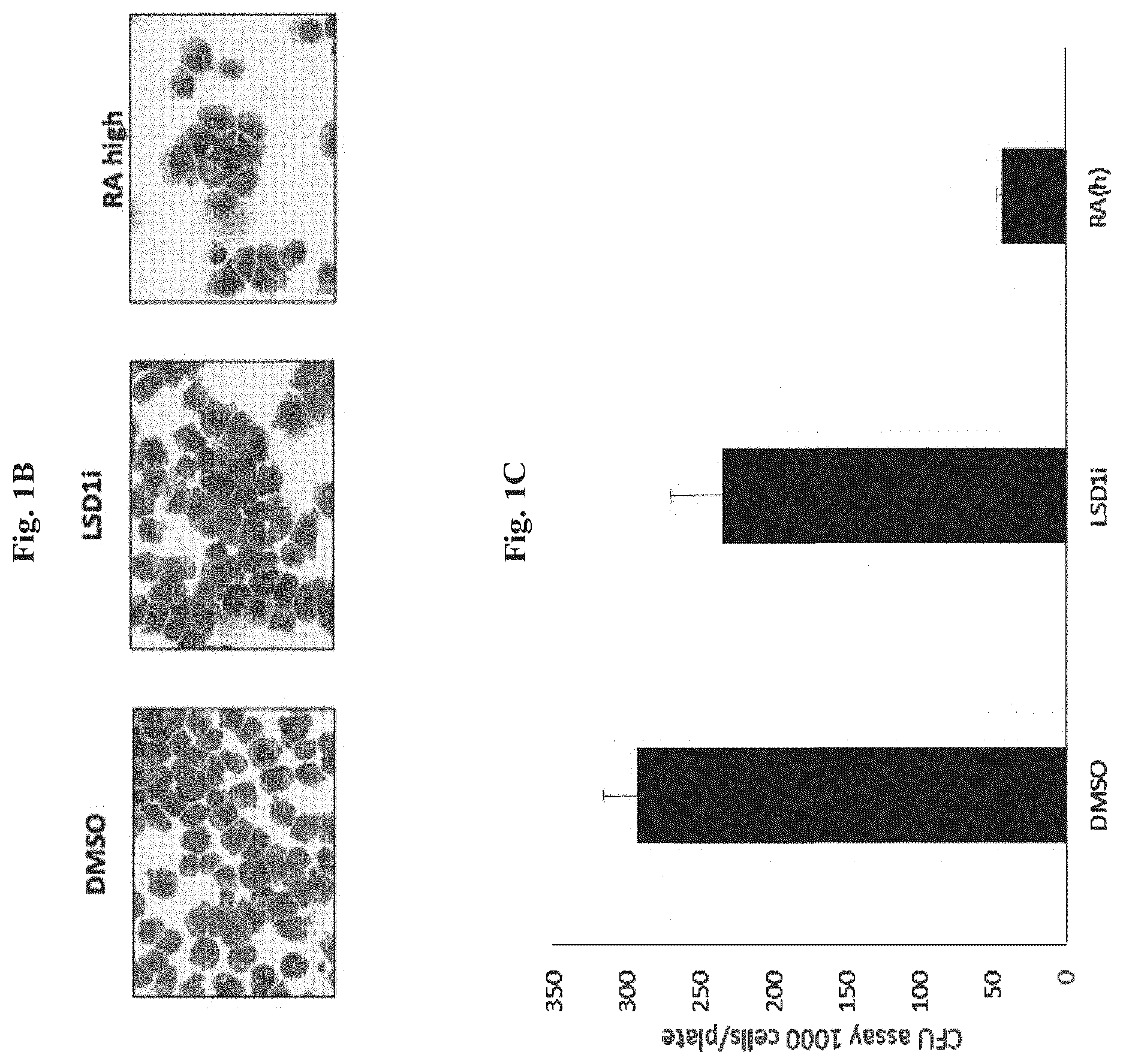 Patent US12576083 Figure 2 – Combinational therapy of LSD1 inhibitors with P21 activators in the treatment of cancer