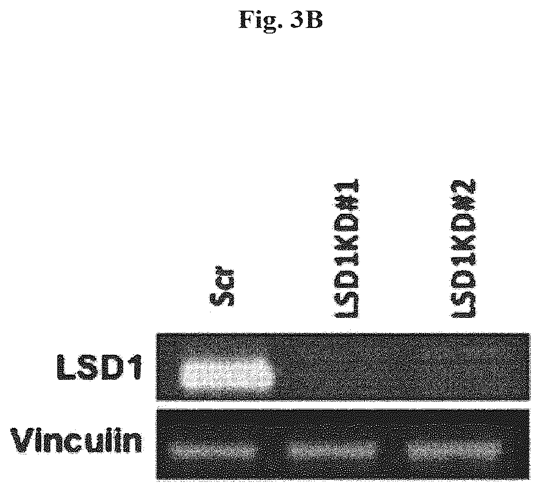 Patent US12576083 Figure 8 – Combinational therapy of LSD1 inhibitors with P21 activators in the treatment of cancer