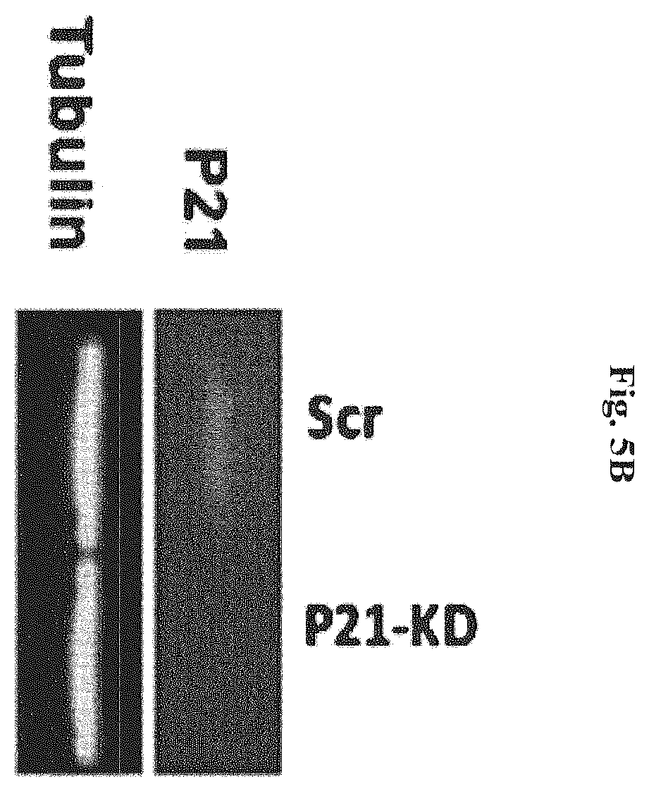 Patent US12576083 Figure 17 – Combinational therapy of LSD1 inhibitors with P21 activators in the treatment of cancer