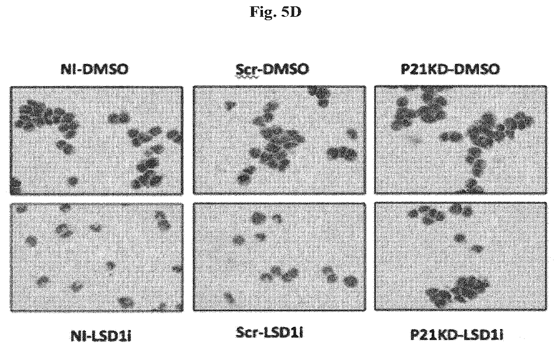 Patent US12576083 Figure 19 – Combinational therapy of LSD1 inhibitors with P21 activators in the treatment of cancer