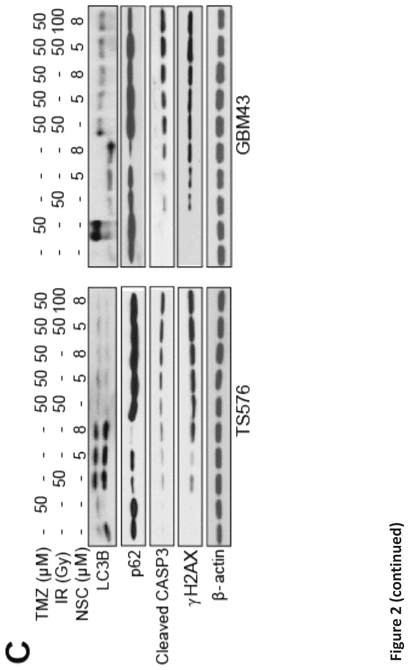 Patent US12576088 Figure 6 – Methods for enhancing cytotoxic cancer therapy through inhibition of ATG4B