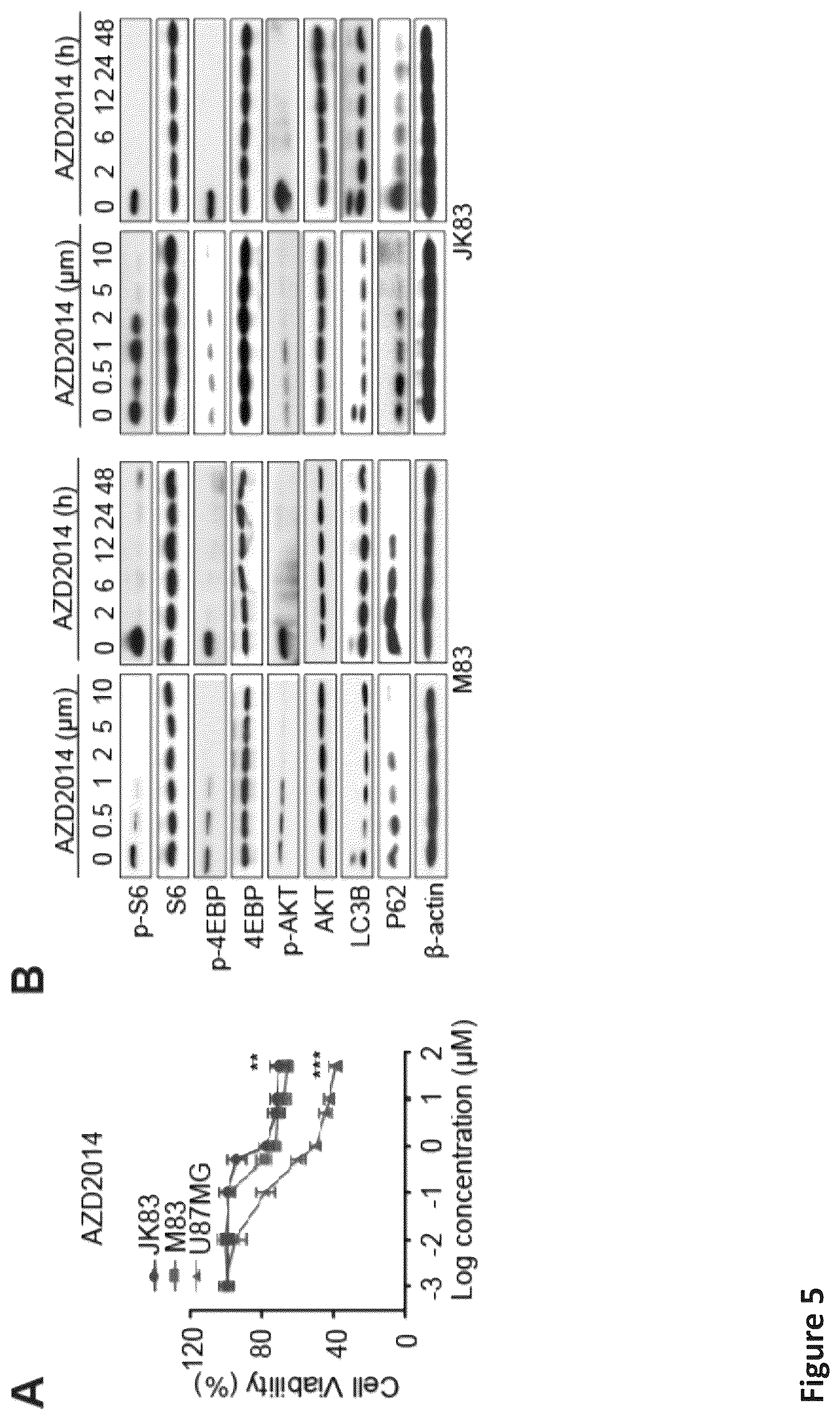 Patent US12576088 Figure 14 – Methods for enhancing cytotoxic cancer therapy through inhibition of ATG4B