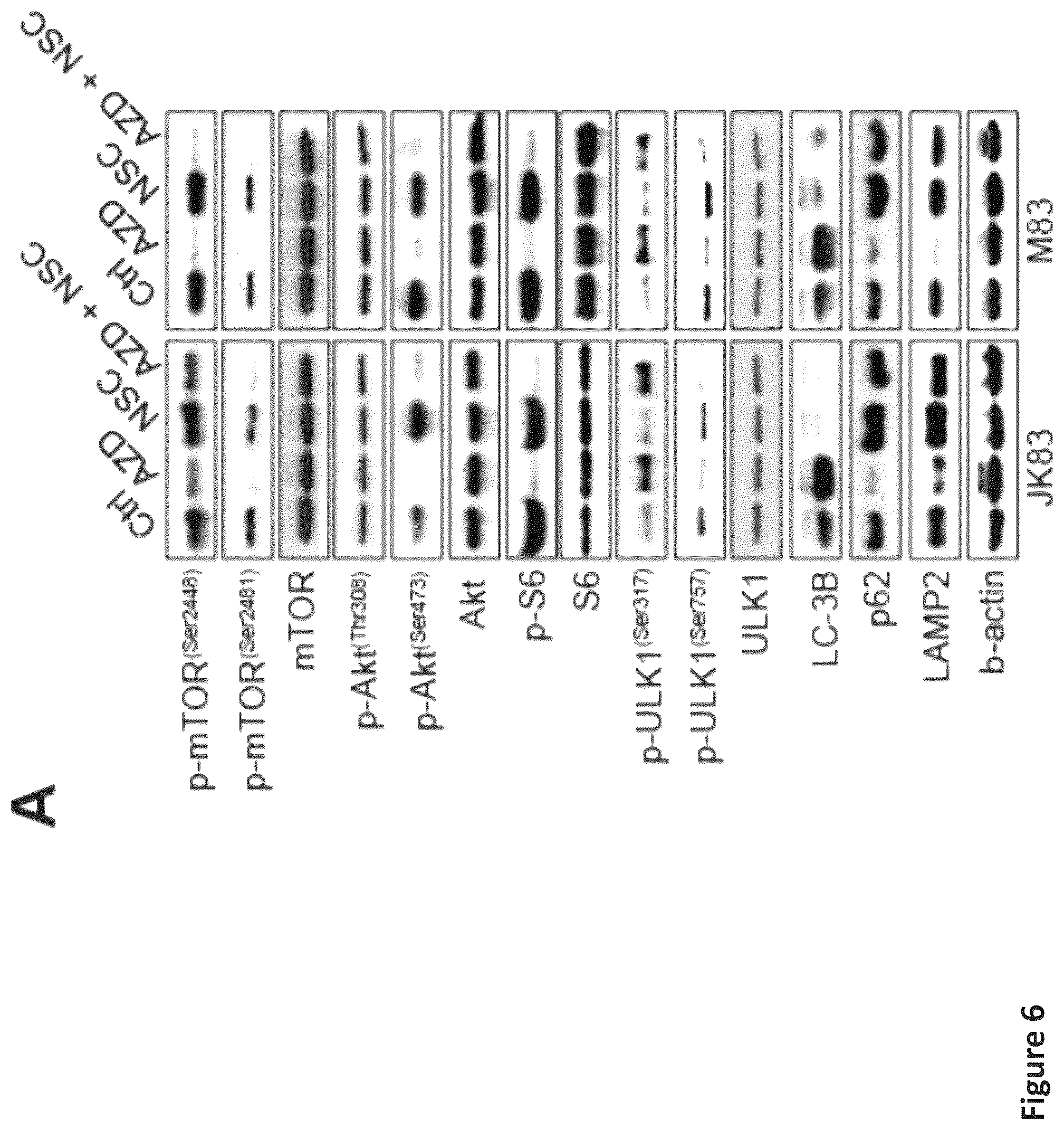 Patent US12576088 Figure 15 – Methods for enhancing cytotoxic cancer therapy through inhibition of ATG4B