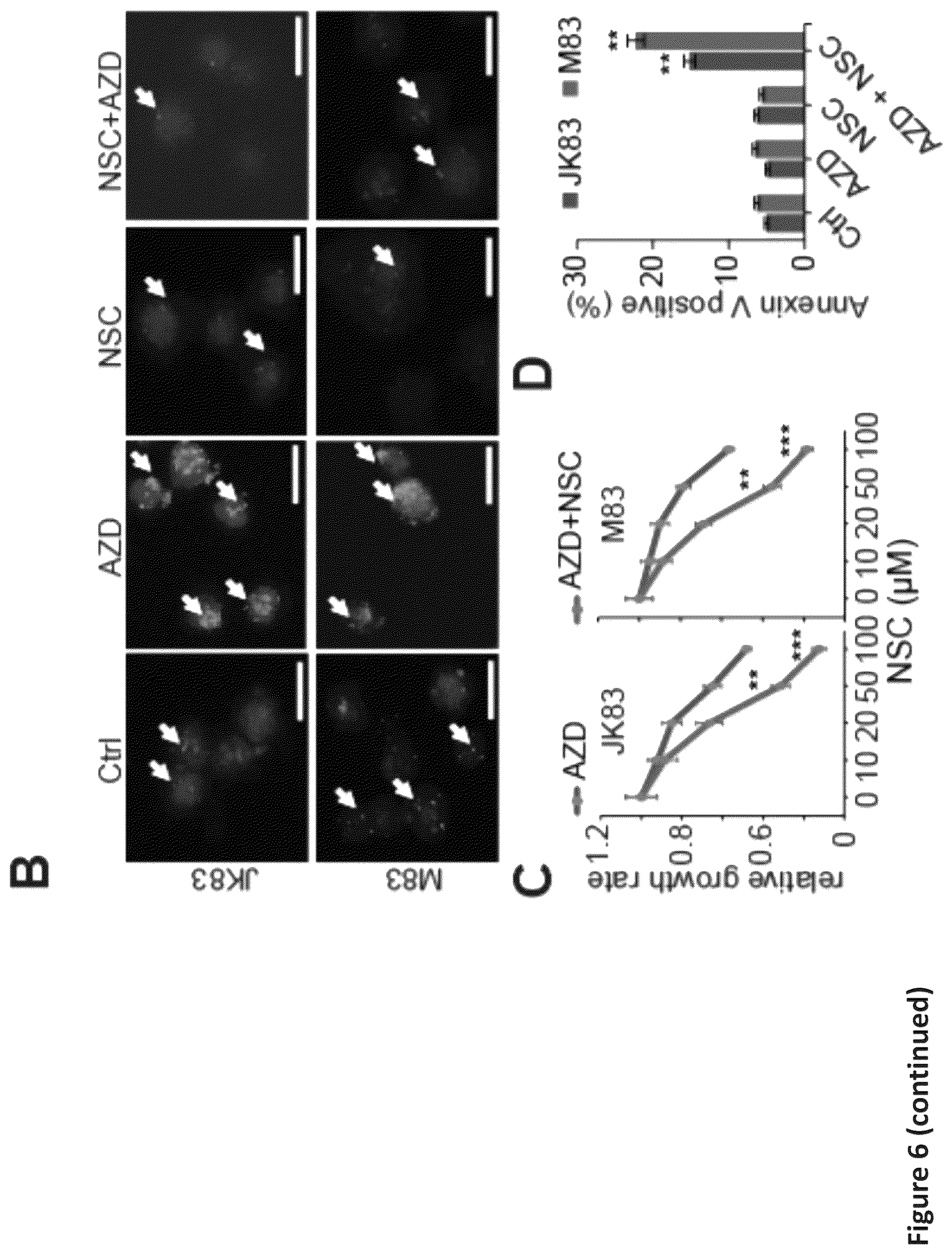 Patent US12576088 Figure 16 – Methods for enhancing cytotoxic cancer therapy through inhibition of ATG4B