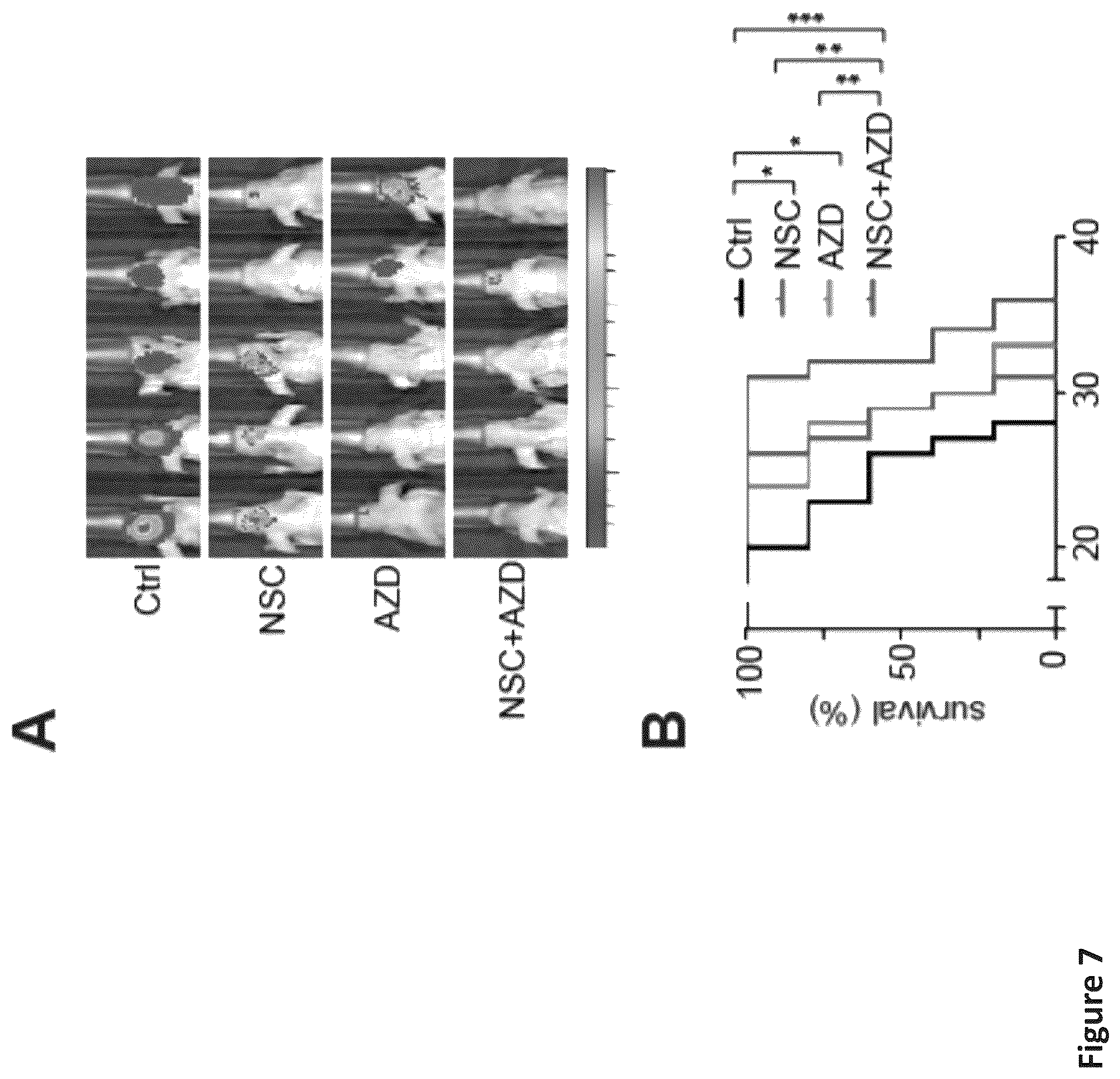 Patent US12576088 Figure 17 – Methods for enhancing cytotoxic cancer therapy through inhibition of ATG4B