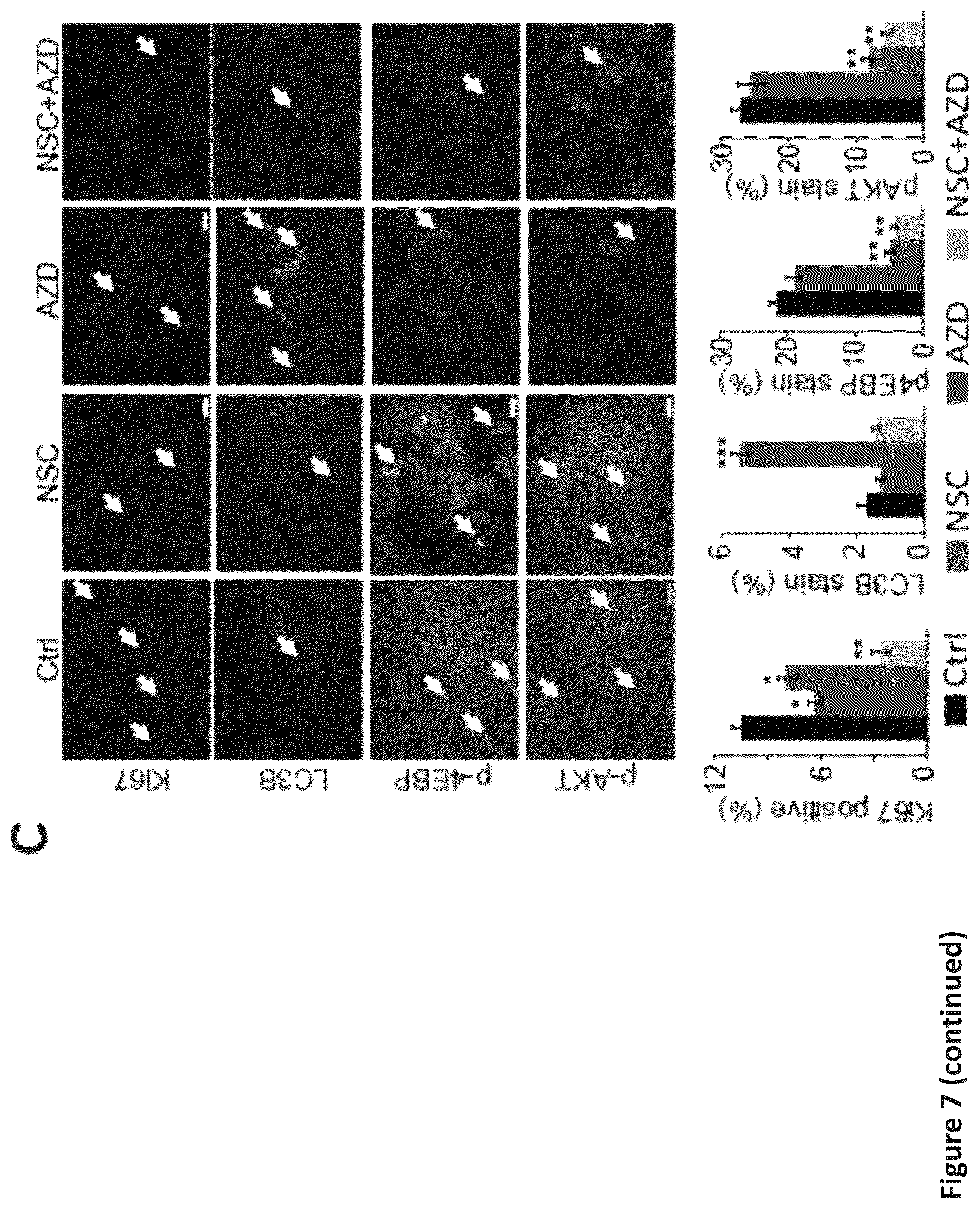 Patent US12576088 Figure 18 – Methods for enhancing cytotoxic cancer therapy through inhibition of ATG4B