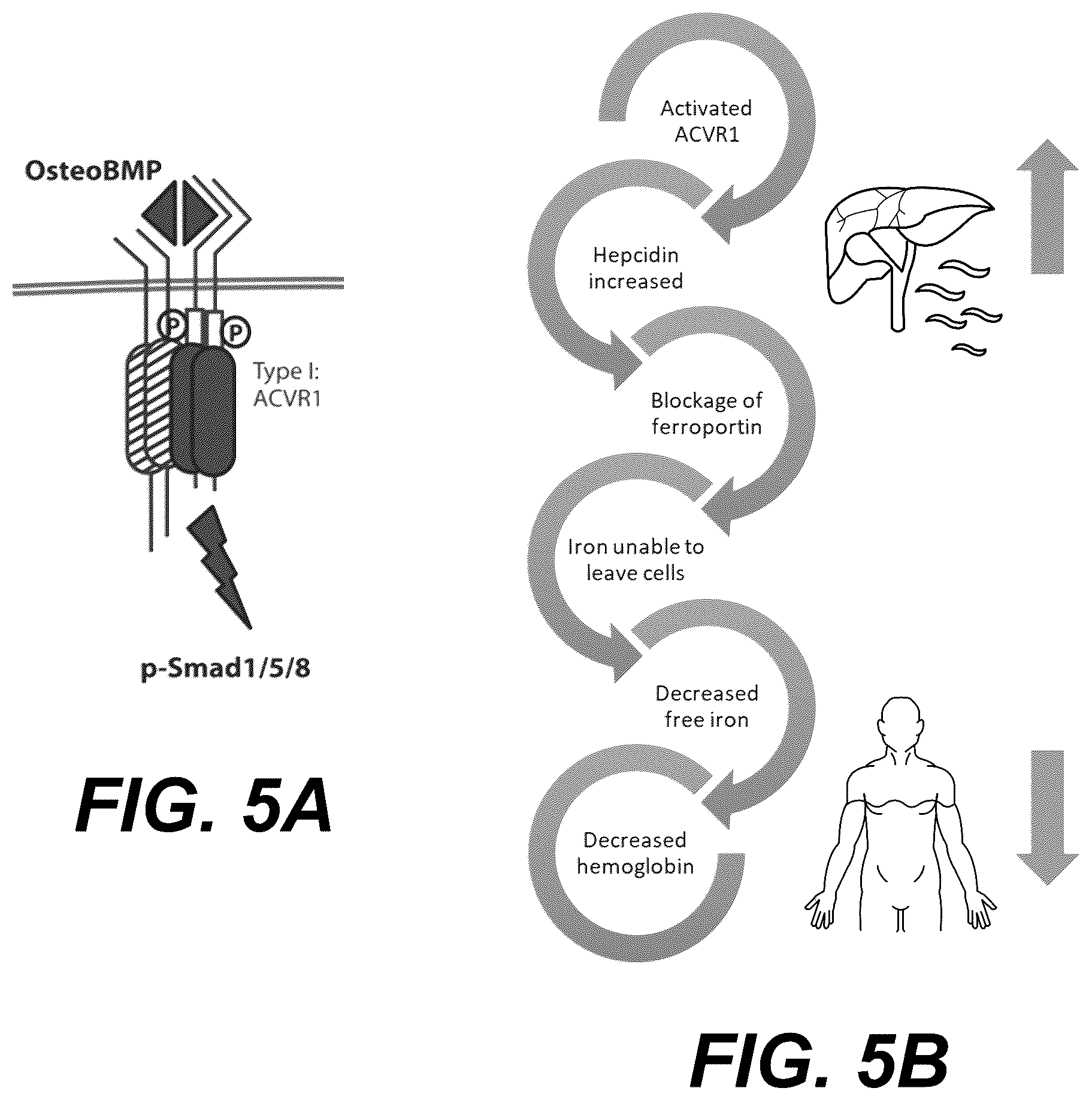 Patent US12576089 Figure 5 – Platelet count-agnostic methods of treating myelofibrosis