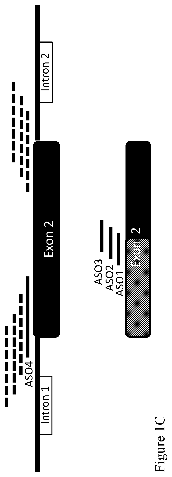 Patent US12576100 Figure 2 – Nucleic acid agents modulating SLAMF6 isoforms