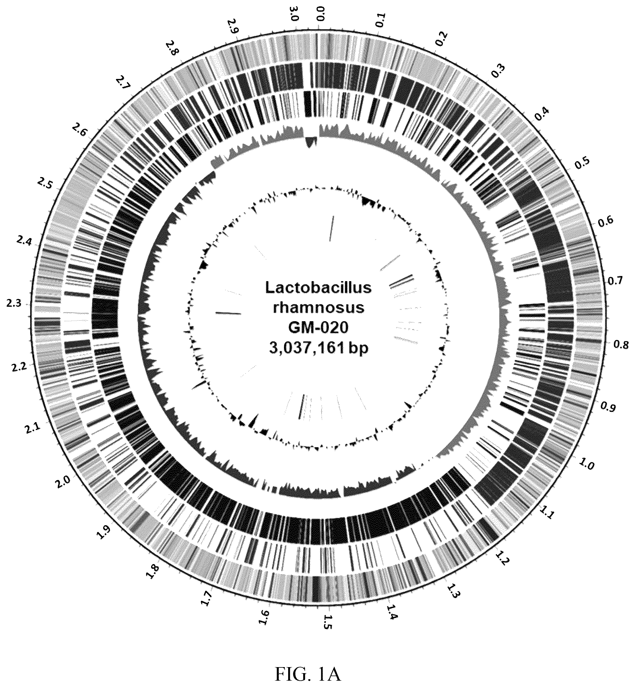 Patent US12576101 Figure 1 – Application based nucleotides of Lactobacillus rhamnosus to prepare a composition for anti-lipogenesis